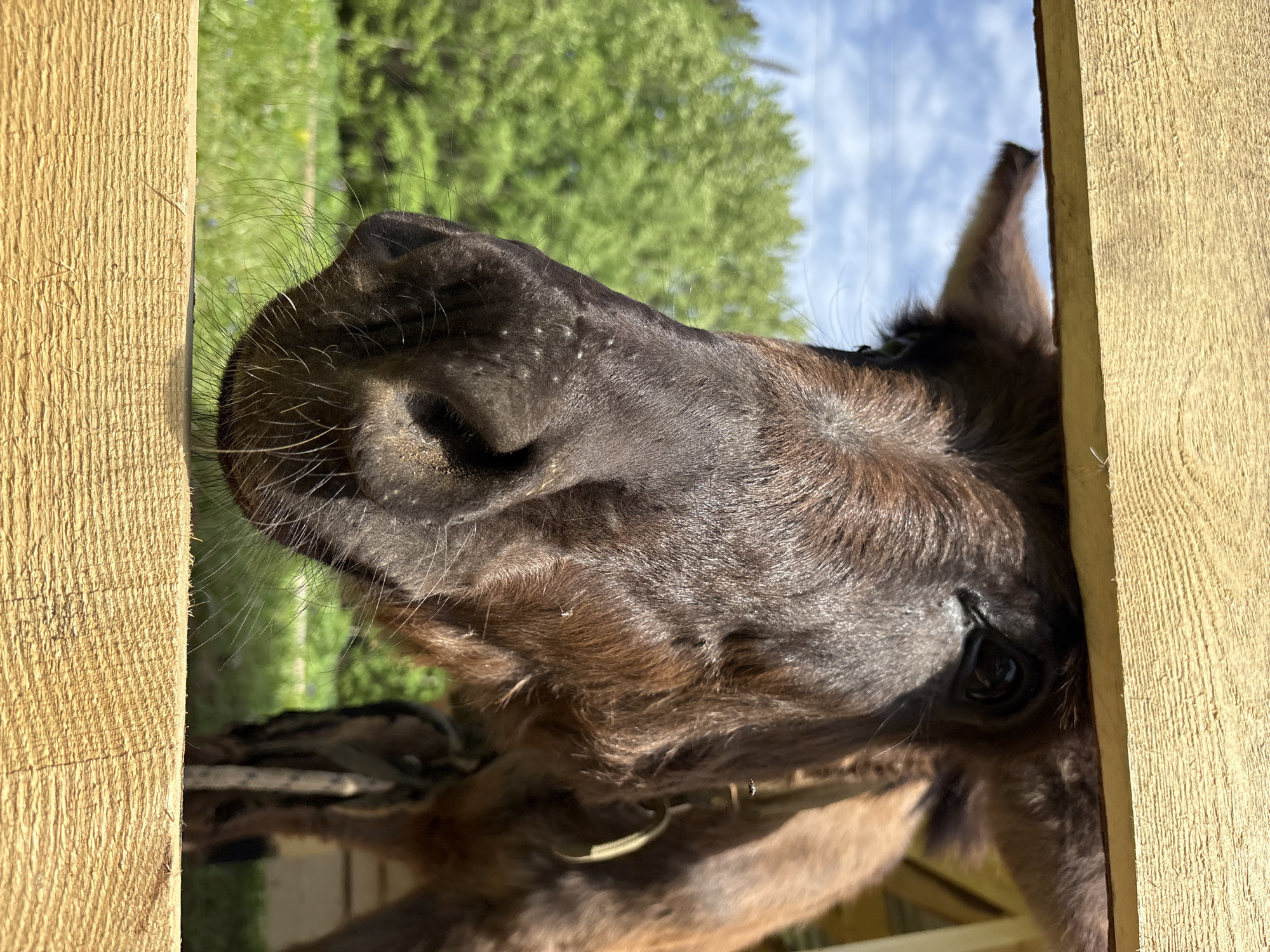 A close-up, low-angle, slightly rotated view shows the head of a dark brown horse poking through a gap in a light-colored wooden fence. The horse's nose, covered with fine, light hairs, is in the foreground. One eye is visible near the fence. The background shows a green field and trees under a partly cloudy sky. The photograph was taken in the city of Sibir', Russia.