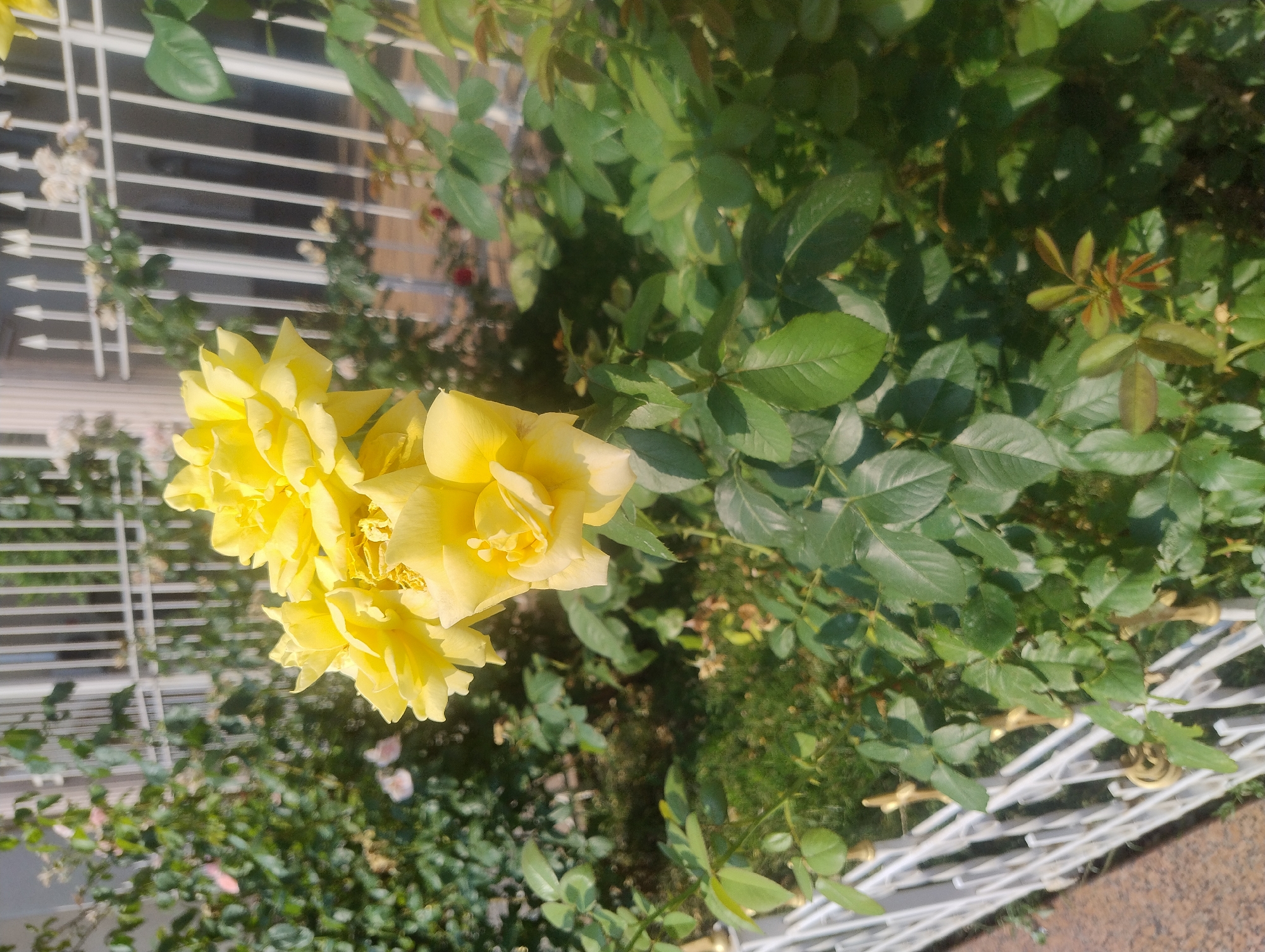 A close-up shot focuses on a cluster of bright yellow roses in full bloom, their petals soft and slightly unfurled. Behind the roses, a white metal fence with pointed finials runs horizontally across the frame. The fence partially encloses a garden area filled with lush green foliage and hints of other flowers, including some light pink blossoms, in the background. The sunlight casts a gentle glow on the scene, highlighting the vibrant colors of the roses and the textures of the leaves. The ground beneath the plants is a mixture of dark soil and green grass, with a paved walkway visible on the left edge of the image.