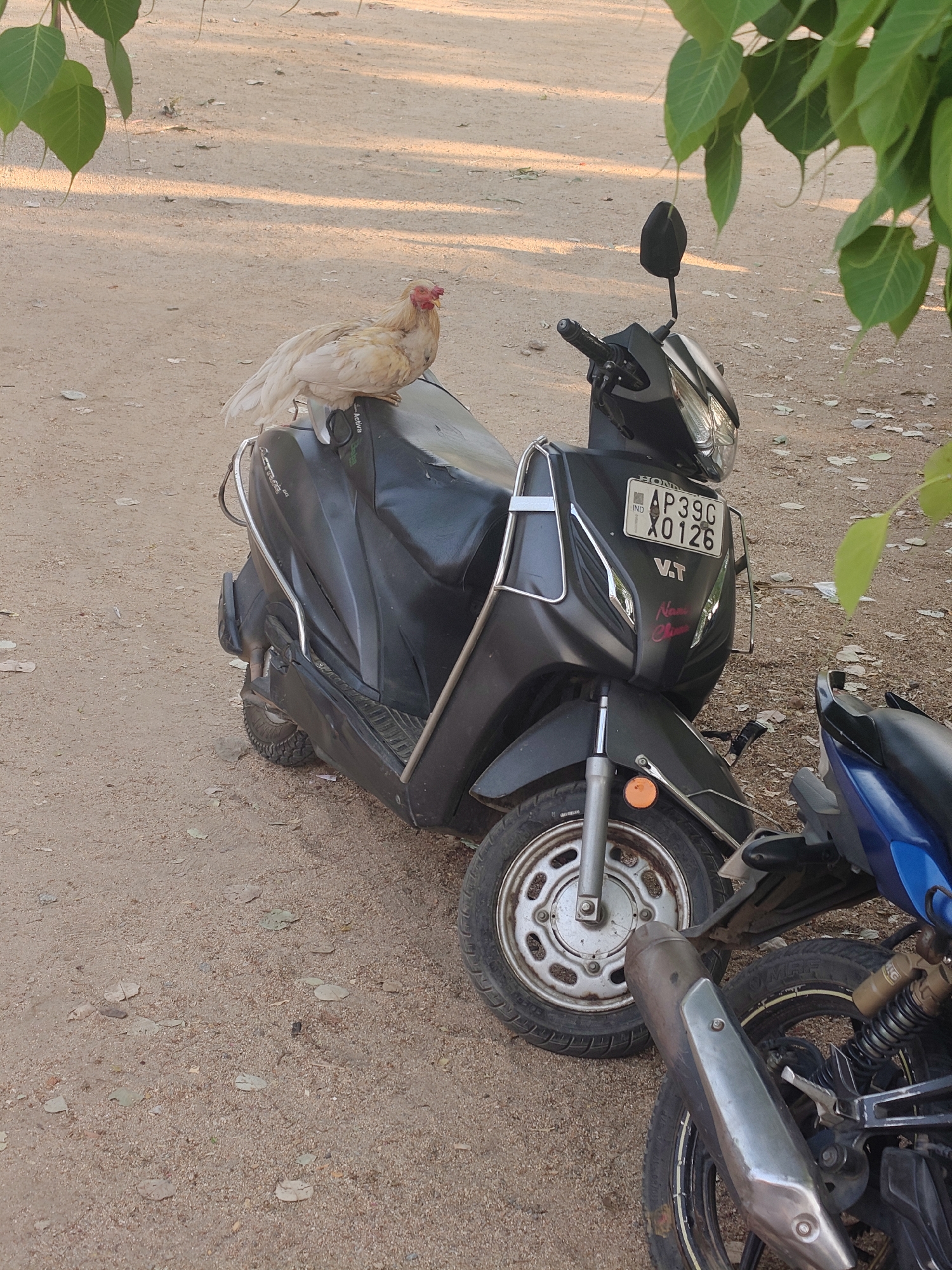 The image, likely taken in Mamillakunta, India, shows a light-colored hen perched on the seat of a black Honda Activa scooter. The scooter, parked on a dirt surface scattered with small leaves, displays the license plate AP39G X0126. Another blue motorcycle is parked adjacent to the scooter. A tree with broad leaves overhangs the scene. No people are visible.