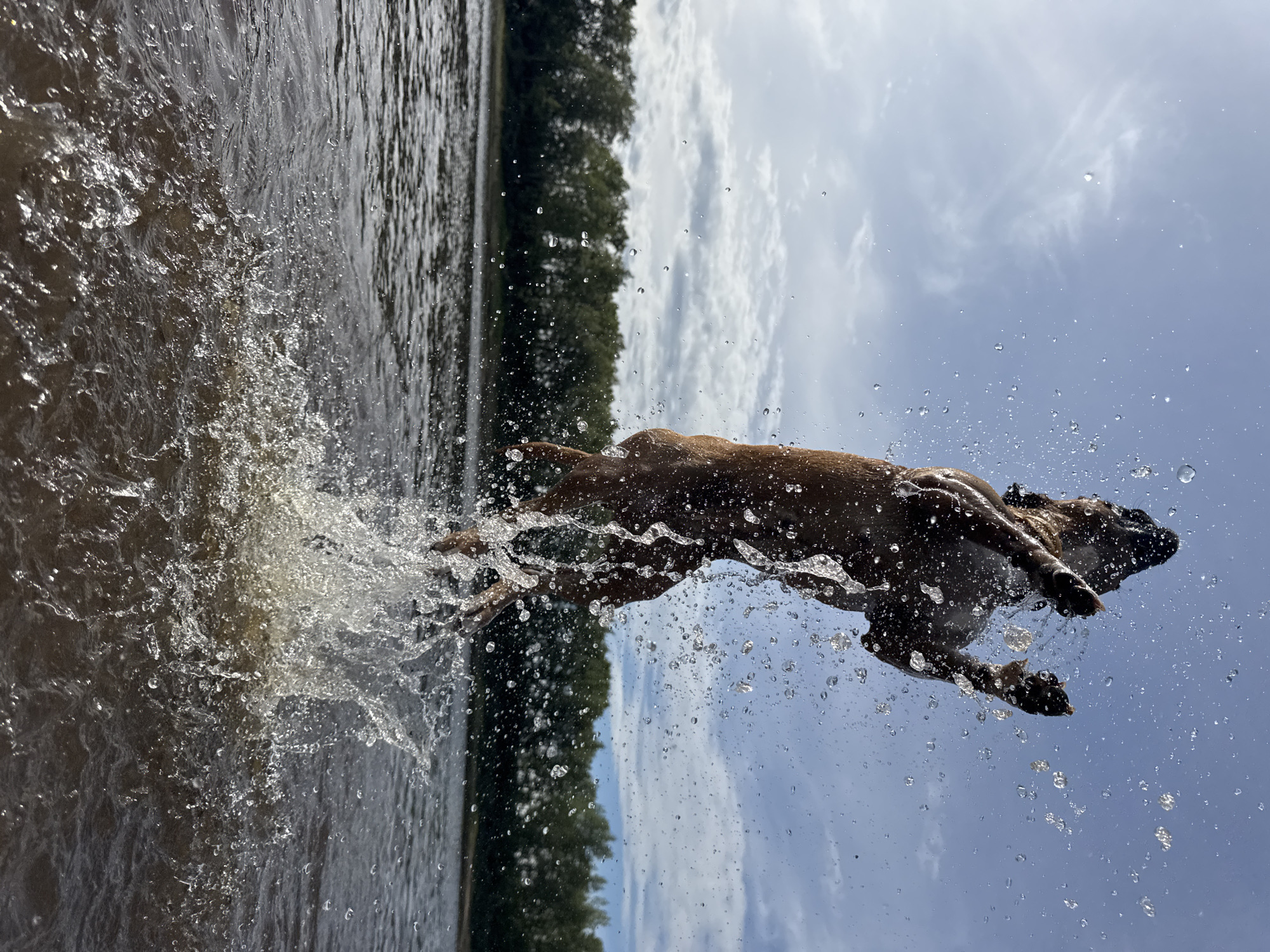 A dog is captured mid-air, jumping out of a body of water with a large splash. The dog is a dark brown color, with its paws extended and its body contorted as it leaps upwards. Water droplets are frozen in motion all around the dog, creating a dynamic and energetic effect. The background shows a calm body of water, with a tree line and a cloudy sky. The image appears to have been taken outdoors on a sunny day. It is not possible to determine the specific location in Chaikovsky, Russia from the visual information provided.