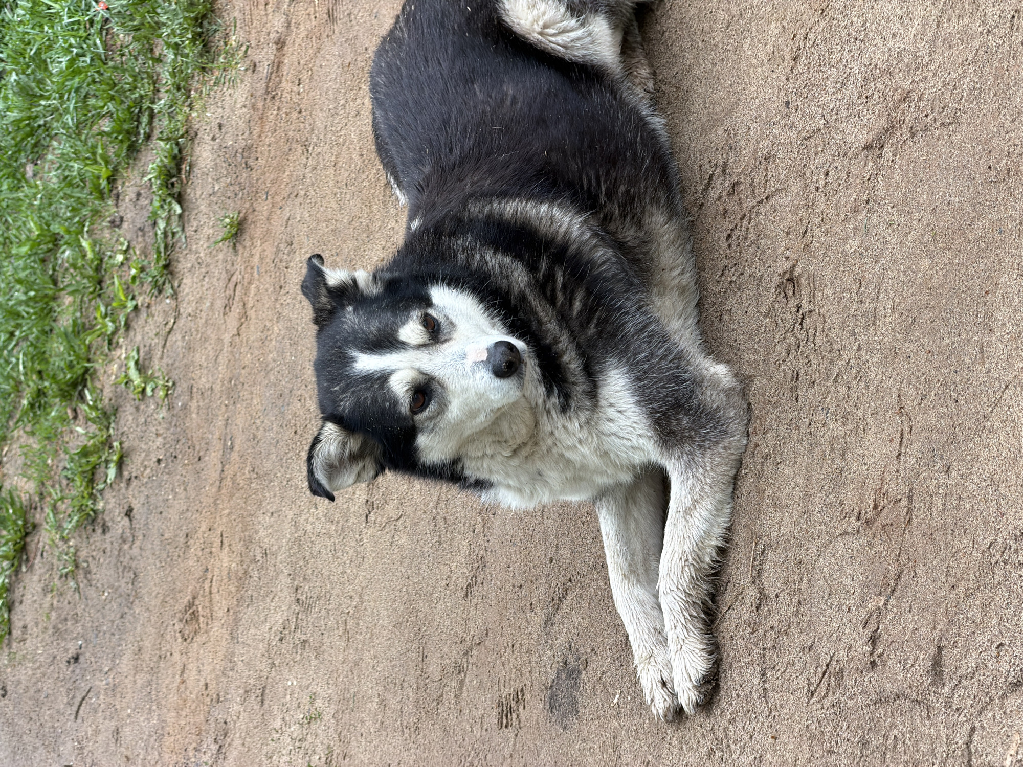 A black and white husky dog lies on its side on a dirt and sand surface. The dog is positioned in the center of the frame, with its head facing the camera and its front paws extended. The ground is a mixture of light brown dirt and sand, with some patches of green grass visible in the background on the left side of the frame. The image is likely taken during daylight hours given the general lighting. The specific location within Chaikovsky, Russia is not identifiable from the image.
