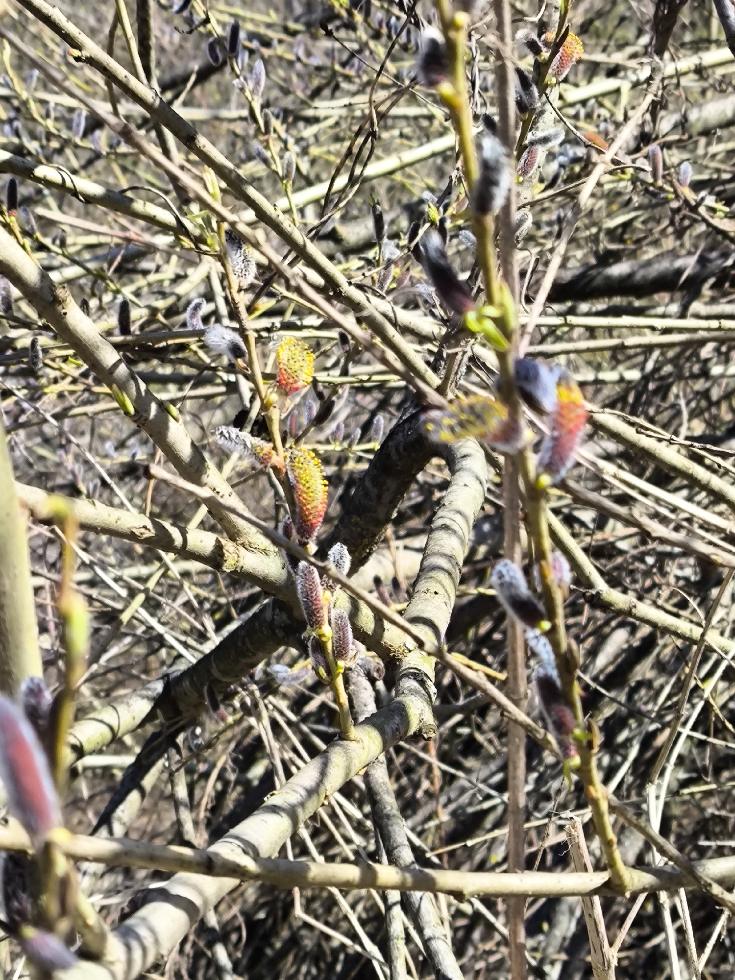 The image shows a close-up of pussy willow branches with buds and some flowering catkins. The branches are a light brown color and are intertwined. The buds are fuzzy and range in color from silver-gray to reddish-brown. Some of the catkins are flowering, revealing yellow pollen. The background is a blur of more branches and twigs, creating a dense and textured visual. The scene appears to be outdoors in natural sunlight. Location: Unknown, Unknown.