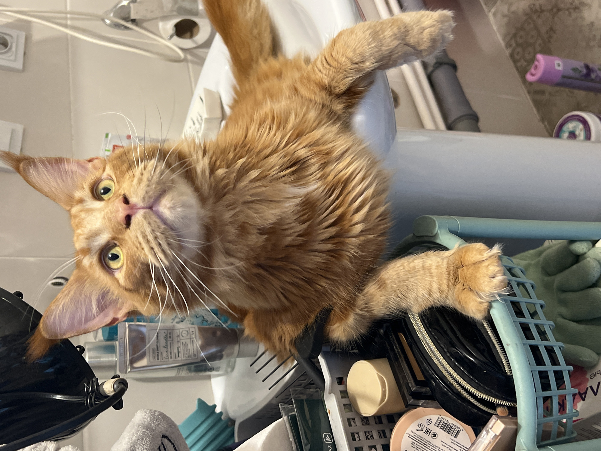 An upside-down view shows an orange cat perched on the edge of a blue plastic storage basket. The basket is filled with a variety of items, including toiletries, makeup bags, and other personal care products. The cat, likely a Maine Coon, is looking directly at the camera with a curious expression. The background includes a bathroom sink and some plumbing fixtures. The location cannot be determined from the image. There is no evidence to suggest the photo was taken in Saint Petersburg, Russia.