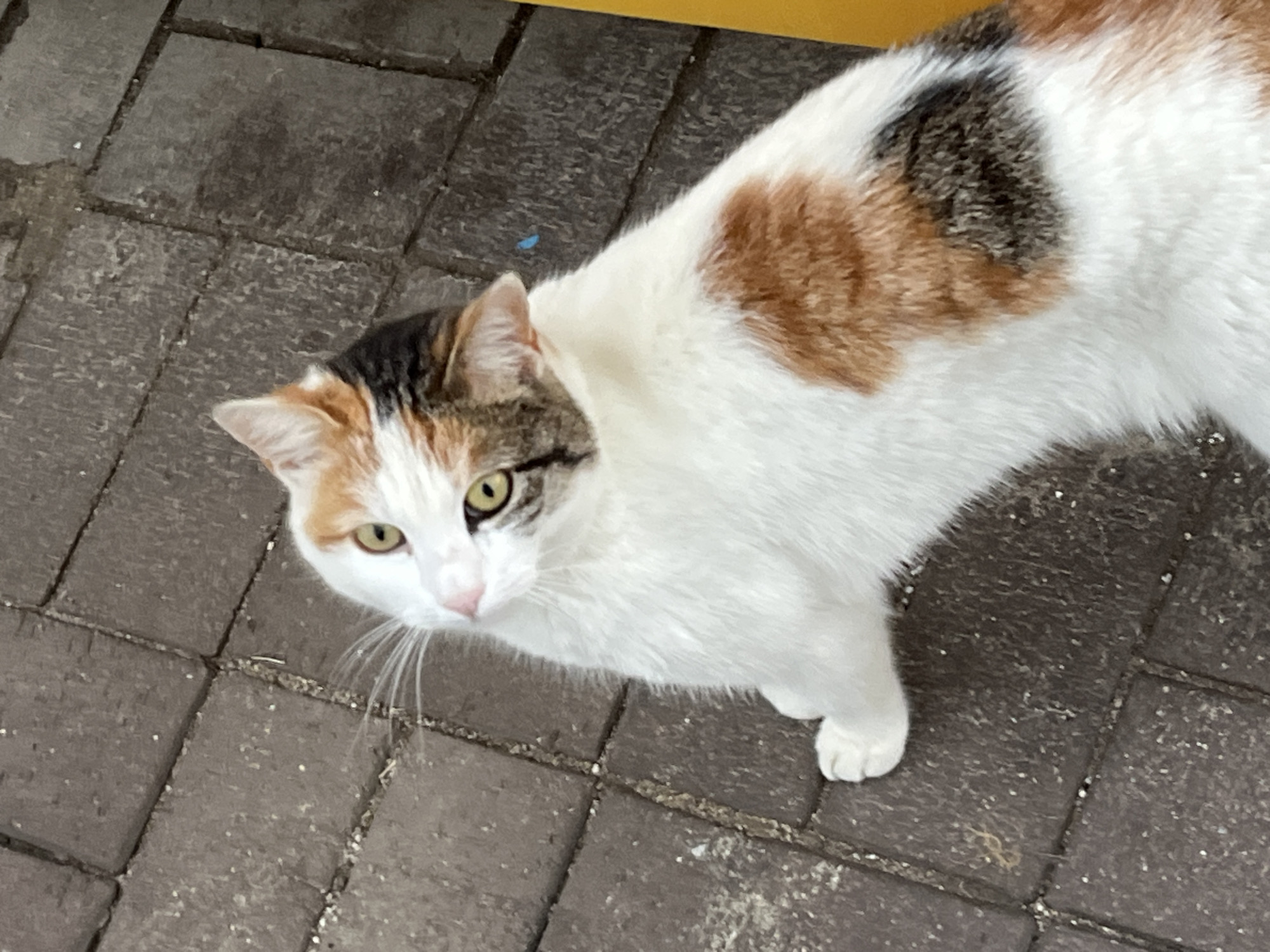 A calico cat stands on a brick-paved surface. The cat's fur is predominantly white with patches of brown and black. The cat is looking upwards. The location is Alanya, Turkey.