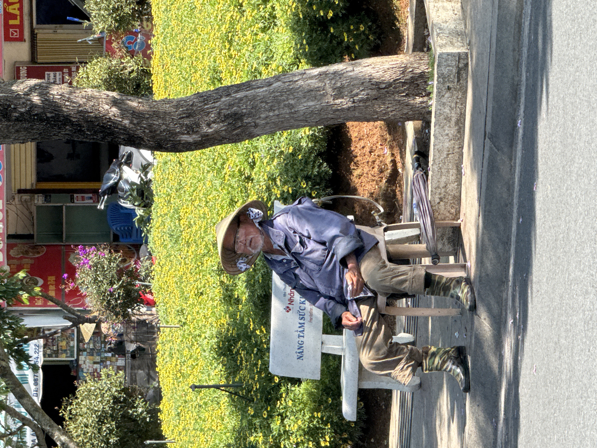 This image captures an outdoor scene in Da Lat, Vietnam, under bright, sunny daylight. The primary subject is an elderly man of East Asian descent, seated on a light-colored concrete bench. He wears a traditional Vietnamese conical straw hat (nón lá), a long-sleeved blue work shirt, and light-brown trousers. His footwear consists of distinct green and brown camouflage or patterned boots, possibly rain boots. He appears to be resting, with a calm expression, holding a white cloth in his right hand.
The setting includes a vibrant natural environment and hints of an urban area. Lush, dense yellow flowers or bushes dominate the ground behind the man and the bench, creating a colorful backdrop. A thick tree trunk with textured bark extends horizontally across the frame. To the man's right (from the viewer's perspective), a grey pavement or sidewalk is visible, marked by sharp shadows, indicating a strong sun. Leaning against the bench or a nearby structure is a striped umbrella in shades of purple, white, and grey.
In the background, various shopfronts and buildings are seen, characteristic of a Vietnamese street. Signs with Vietnamese text are visible; one on the bench itself reads "NÂNG TẦM SỨC K" (Enhance health/well-being) and "Free Hotline: 18". Other partial texts observed from the background include "LA", "DT: 08754.222", "WONG", and "THUÊ BẰNG 38.050.105" (Rent License/Certificate). A blue plastic chair and a parked motorcycle suggest commercial activity beyond the immediate foreground. The image portrays a peaceful moment of rest in a lively, sun-drenched Vietnamese streetscape.