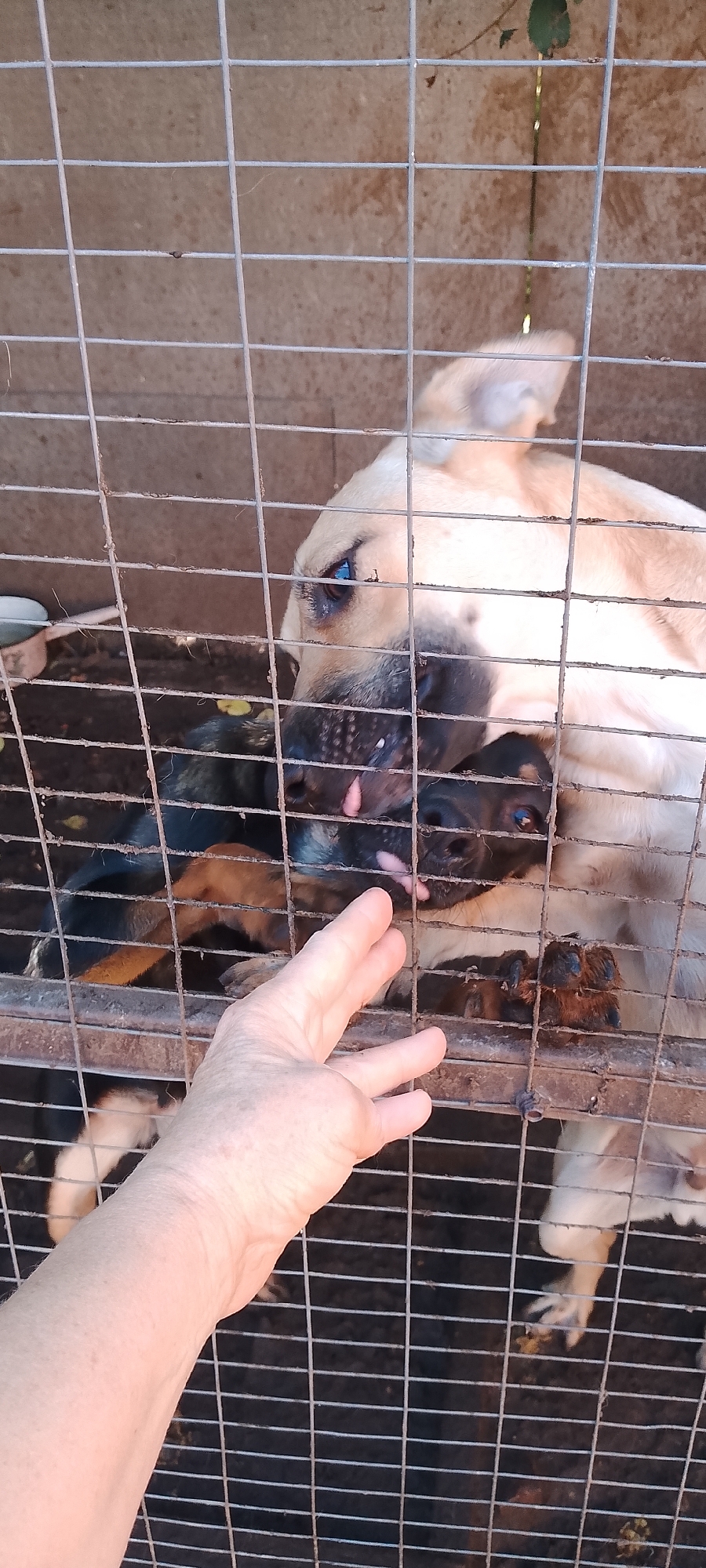 The image shows a close-up of a person's hand reaching through a metal cage towards a light-colored dog. The dog's face is visible through the cage bars, with its eyes looking towards the hand. Part of a smaller, darker-colored dog is also visible, with its head positioned near the larger dog. The background appears to be a dirt or ground surface. The scene is indoors or in an enclosed outdoor area, indicated by the cage and the muted background. The provided context mentions the city of Belgorod, Russia.