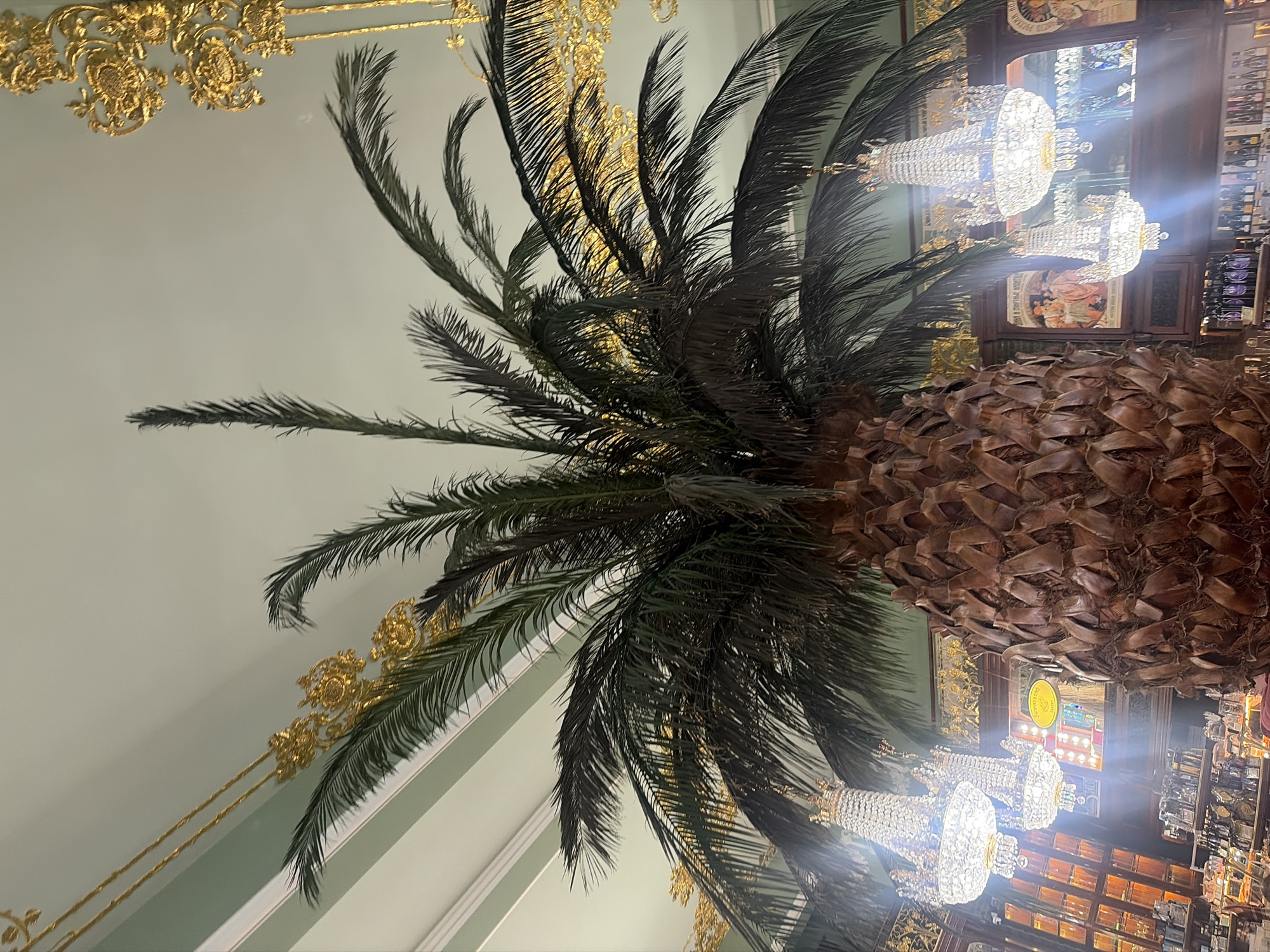 The image depicts an indoor scene featuring a large artificial palm tree as the central subject. The tree has a thick, textured trunk and long, dark green fronds that extend upwards and outwards. Suspended from the ceiling are two ornate, crystal chandeliers, their light reflecting and creating lens flares within the image. The ceiling itself is a pale mint green with decorative gold moldings. The background reveals shelves filled with various items, possibly in a store or cafe setting. There are framed pictures or posters on the wall behind the shelves, and bottles are visible on lower shelves. The overall ambiance suggests an opulent and somewhat theatrical interior. This image was taken at the Singer House (Dom Knigi) building in Saint Petersburg, Russia, a historic landmark known for its impressive architecture and its current function as a large bookstore.