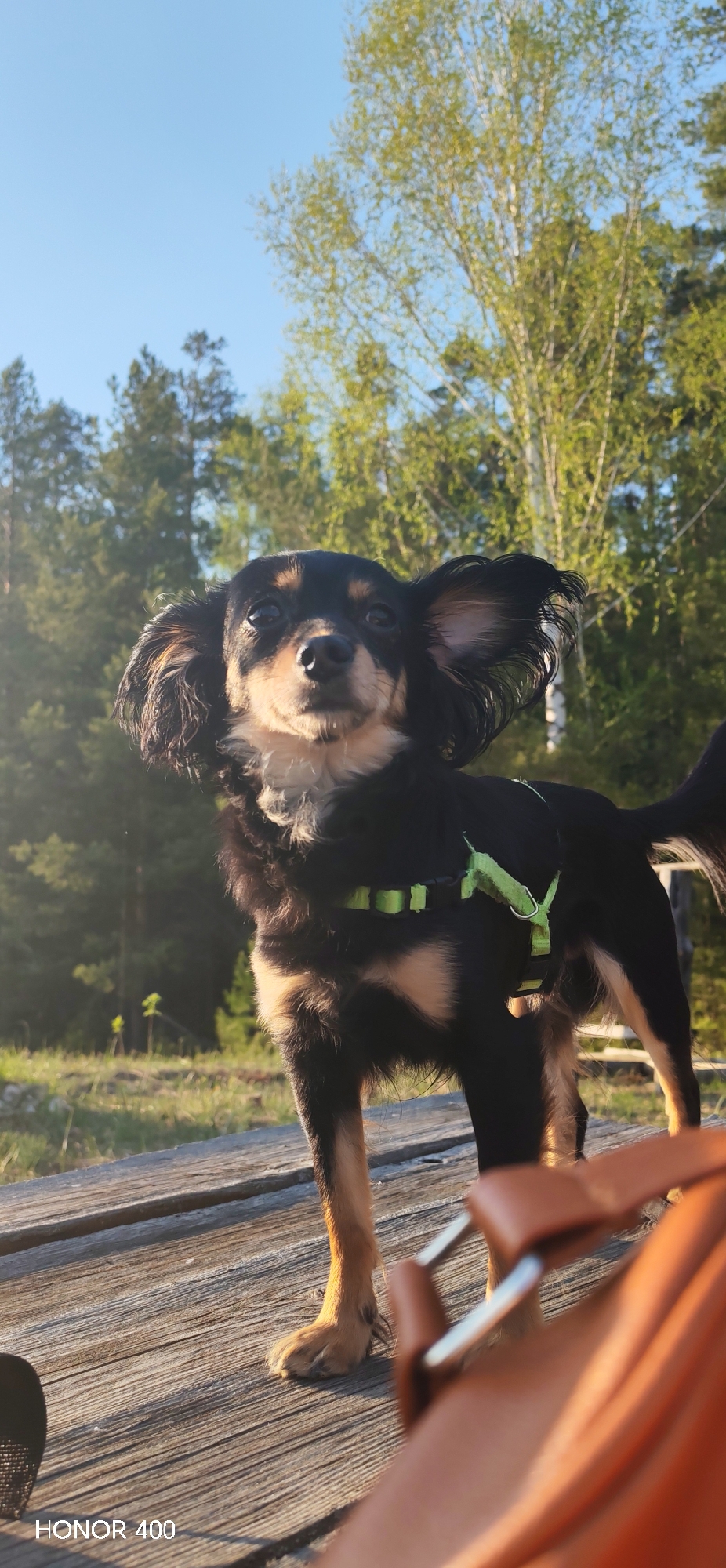 A medium-shot photograph captures a small, black and tan dog standing on a wooden surface outdoors. The dog, wearing a green harness, faces the camera with its ears perked up. The background reveals a forest setting with trees and a blue sky. The location is Noviy, Russia. The bottom of the photograph shows part of a brown bag.