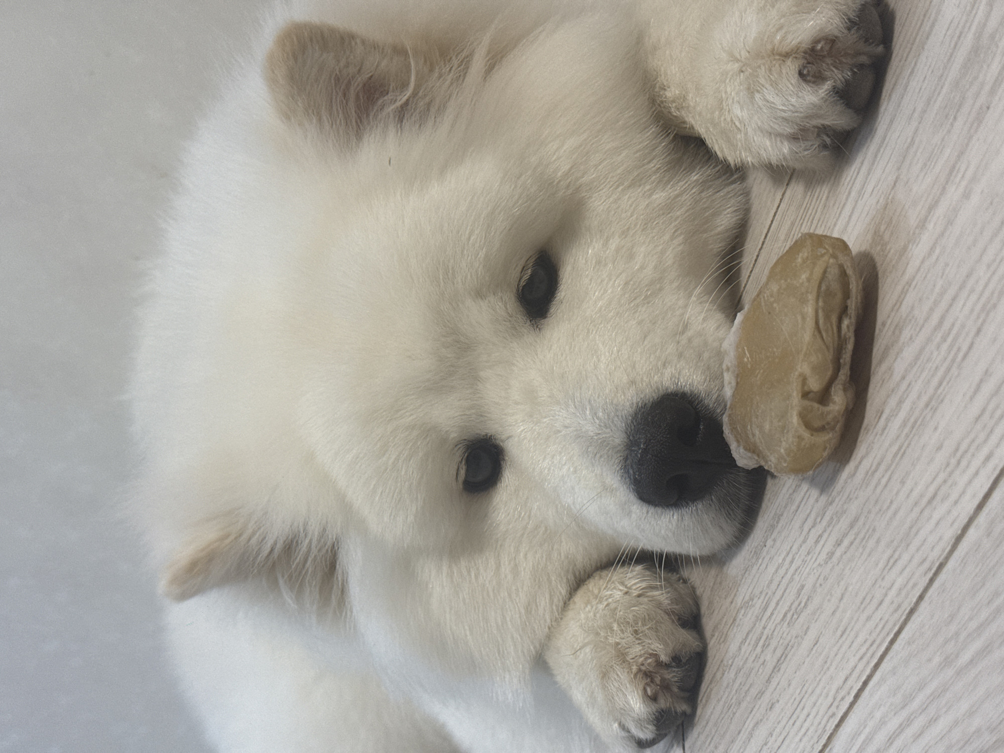 The image shows a close-up of a Samoyed dog lying on a light-colored wooden floor. The dog has thick white fur and its head is resting on its paws. A small, light brown chew toy is placed in front of the dog's nose. The background is a plain, light-colored wall. The image is taken from a slightly elevated angle, focusing on the dog's face and the toy. There is no visible indication of the location being Chaikovsky, Russia.