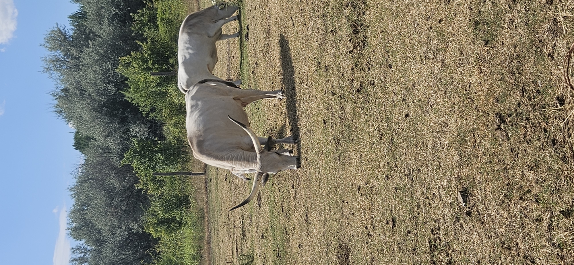 A Hungarian Grey cattle with long, curved horns is grazing in a dry, grassy field. The cow is light-colored and appears to be wearing a bell around its neck. Another similar cow is grazing in the background. The field is surrounded by trees and a fence. The sky is blue with a few clouds. The image was taken in Keszthely, Hungary.