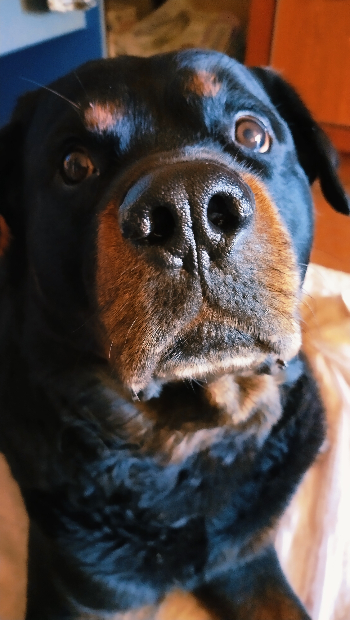 A close-up, waist-up shot captures a black and tan Rottweiler dog looking directly at the camera. The dog's head is the central focus, with its dark, wet nose prominently displayed in the foreground. Its brown eyes are wide open, and the fur around its face is a mix of black and tan. The background is softly blurred, showing hints of indoor furniture and warm lighting. There is no indication of the city of Horishni Plavni, Ukraine, in the image.