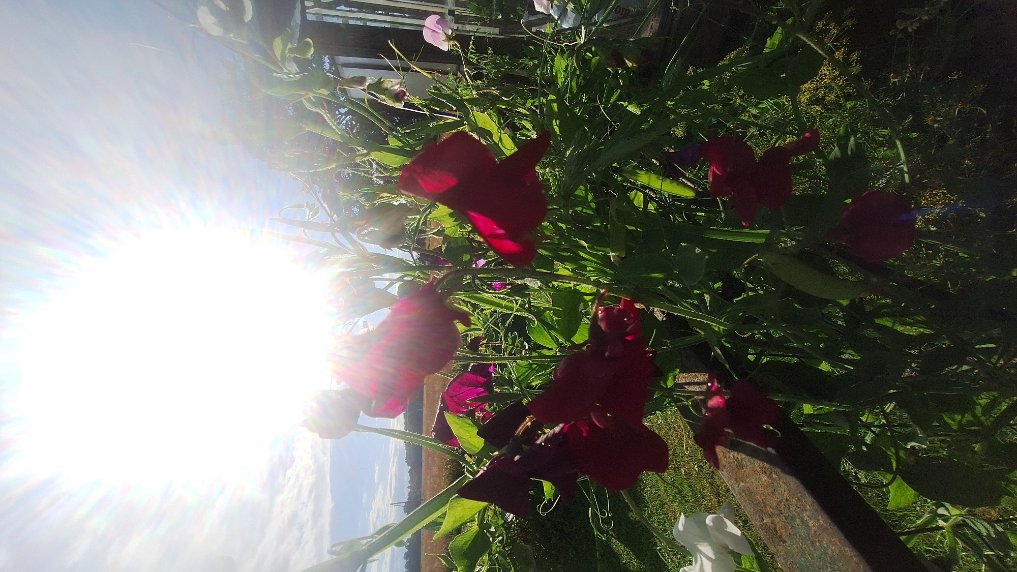 The image shows a cluster of red sweet pea flowers in full bloom, backlit by the sun. The sun is positioned in the upper left corner of the frame, casting a bright glare and creating lens flares. The flowers are vibrant and detailed, with delicate petals and green foliage. In the background, a blurry landscape with fields and trees can be seen, along with a hint of a building. The overall impression is one of a bright, sunny day in a garden or outdoor setting. The image does not contain any people or specific identifiable landmarks that would indicate a precise location within the city of Unknown, Latvia.