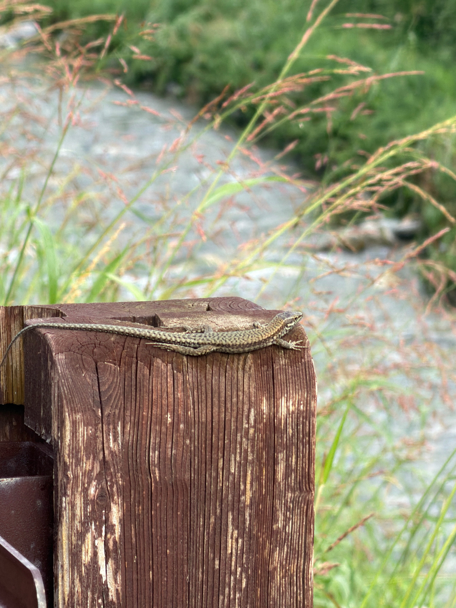 A lizard is perched on a weathered wooden post, its body a pattern of greens and browns. The post is rough-hewn with visible wood grain and has a dark brown, metal bracket attached to its side. In the background, out of focus, are blades of grass with reddish-brown seed heads, and a body of water. The scene appears to be outdoors, possibly in a park or natural area within Erba, Italy, given the lush vegetation and the presence of water.