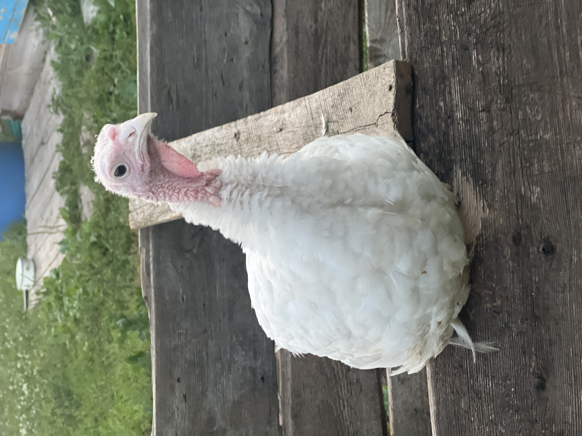 A white turkey is perched on a weathered wooden structure. The turkey's head is turned to its left, revealing a pink wattle and a pale pink snood. Its eye is dark and round. The bird's white feathers are fluffy and cover its body. The wooden surface it sits on appears to be part of a fence or a bench, with visible grain and some signs of wear. In the background, blurred green foliage suggests an outdoor setting, possibly a garden or field. The lighting suggests it is daytime, with natural light illuminating the scene. The image is oriented vertically, making the turkey appear to be standing upright. The overall impression is that of a common farm animal in a rustic environment. No text is visible in the image. The location context "Бизяки, Russia" provides a geographical setting for the scene.