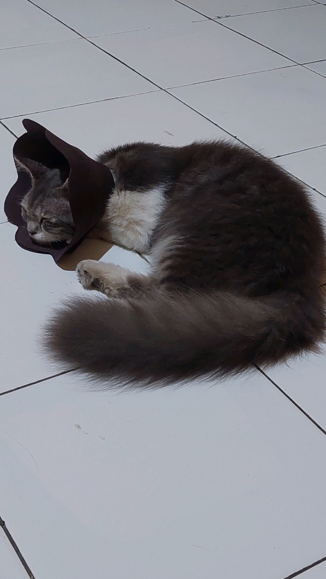 A grey and white cat wearing a dark brown Elizabethan collar rests on a white tiled floor. The cat is curled on its side with its head tucked in, facing left. Its tail, which is long and fluffy, curls around its body. The tiled floor has dark grout lines. The environment is indoors, likely in a home in Bojong Gede, Indonesia, given the context. There are no other subjects or objects visible in the frame.