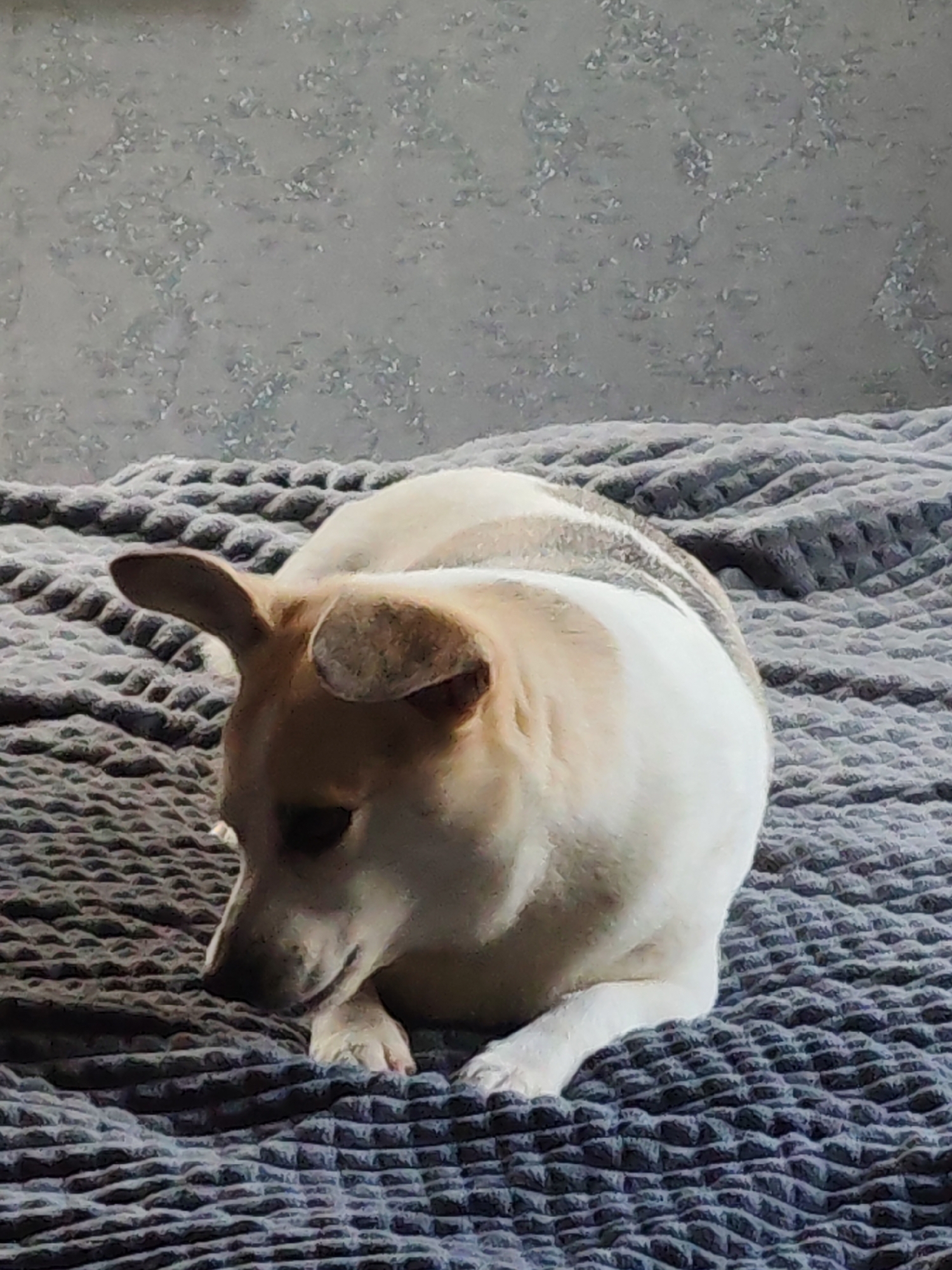 A medium shot depicts a light-colored dog with tan markings, lying on a grey textured blanket. The dog is facing left, with its head down and front paws extended. The background features a textured grey wall. The location is unknown.