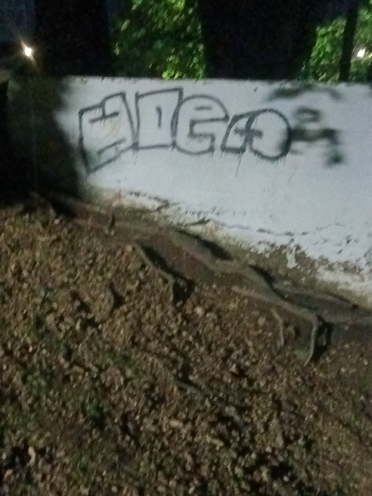 The image shows a concrete wall with graffiti that appears to read "ADEGO." The wall is at ground level, with dirt and vegetation at its base. Behind the wall is foliage, suggesting the location is a park or similar area with trees. The lighting is poor, indicating the image was taken at night. There are no people visible in the frame. Without additional information, pinpointing the exact location in Tahlequah, Oklahoma is not possible, though the presence of graffiti suggests it could be a less-maintained area, possibly a park.