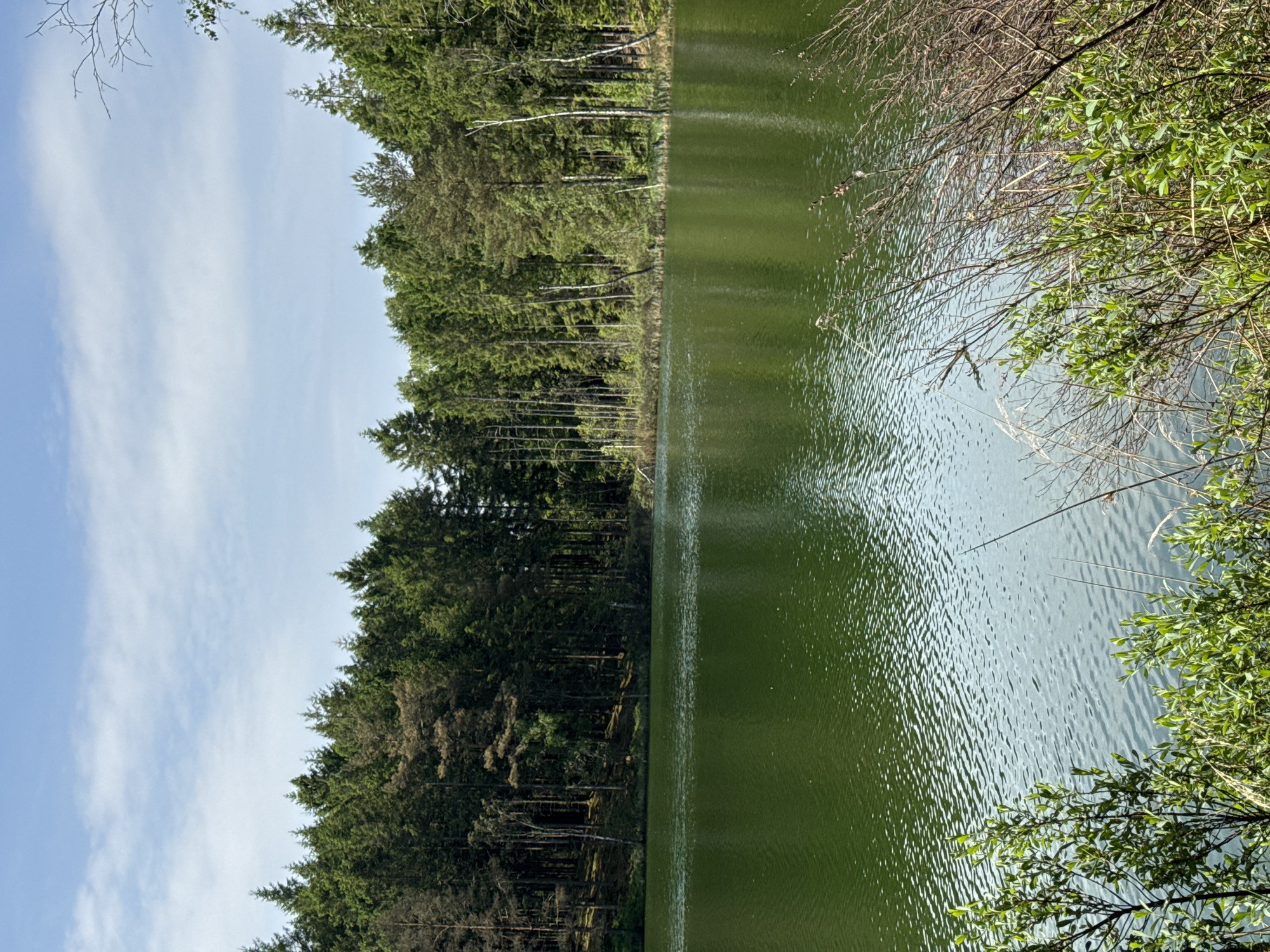 This image captures a tranquil natural scene in Vessigebro, Sweden, showcasing a serene body of water bordered by a dense forest under a clear sky.
The prominent feature is a calm lake or large pond, which occupies the right half of the frame. The water is a deep, rich green color, reflecting the surrounding foliage and sky, and its surface is covered with numerous small ripples, indicating a gentle breeze.
Along the left bank of the water body, a thick line of evergreen trees, likely spruces or pines, stretches horizontally across the image. These tall trees form a verdant wall, with some lighter-colored trunks and bare branches visible amidst the dark green canopy. The forest appears dense and untouched.
Above the tree line, in the upper left quadrant, a bright blue sky with scattered, wispy white clouds is visible, suggesting good weather conditions. In the bottom right corner, fresh green leaves and slender, bare branches extend into the frame, partially obscuring the view of the water and adding a foreground element. These leaves appear vibrant and healthy, hinting at spring or early summer.
The scene is devoid of people or overt activity, portraying a quiet and undisturbed natural landscape. The lighting indicates it is daytime, with ample sunshine. There is no visible text in the image. The overall impression is one of peaceful solitude and natural beauty.