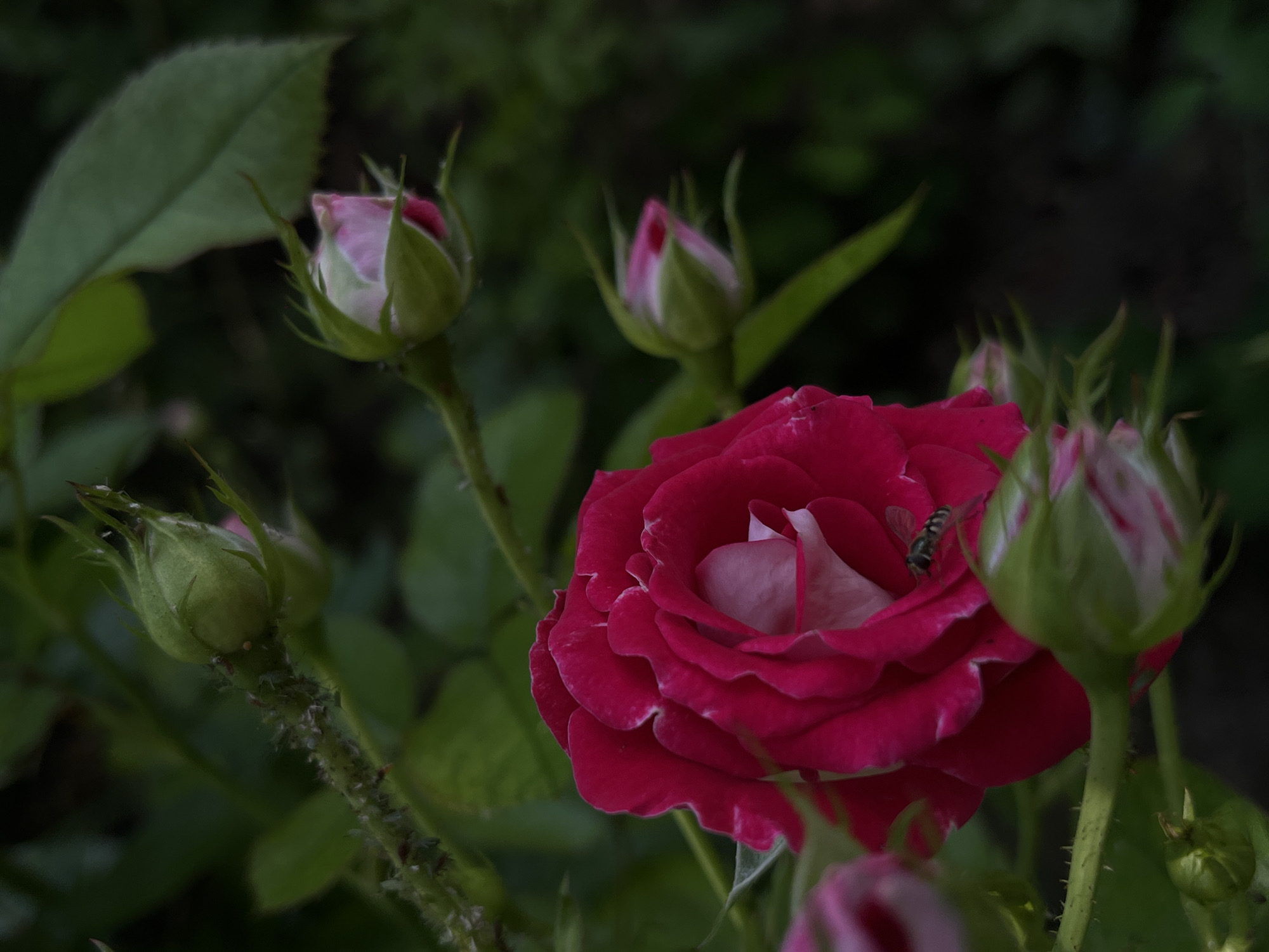 The image shows a close-up of a vibrant pink rose in a garden, with several rosebuds in various stages of development surrounding it. A small insect, possibly a hoverfly, is perched on one of the rose petals. The background consists of dark green foliage and is out of focus, creating a shallow depth of field that emphasizes the rose. The lighting appears to be natural, with soft shadows suggesting an overcast day or a shaded area. The overall impression is one of natural beauty and the quiet detail of a blooming garden. No specific location within Novopokrovskaya, Russia, can be determined from the image.