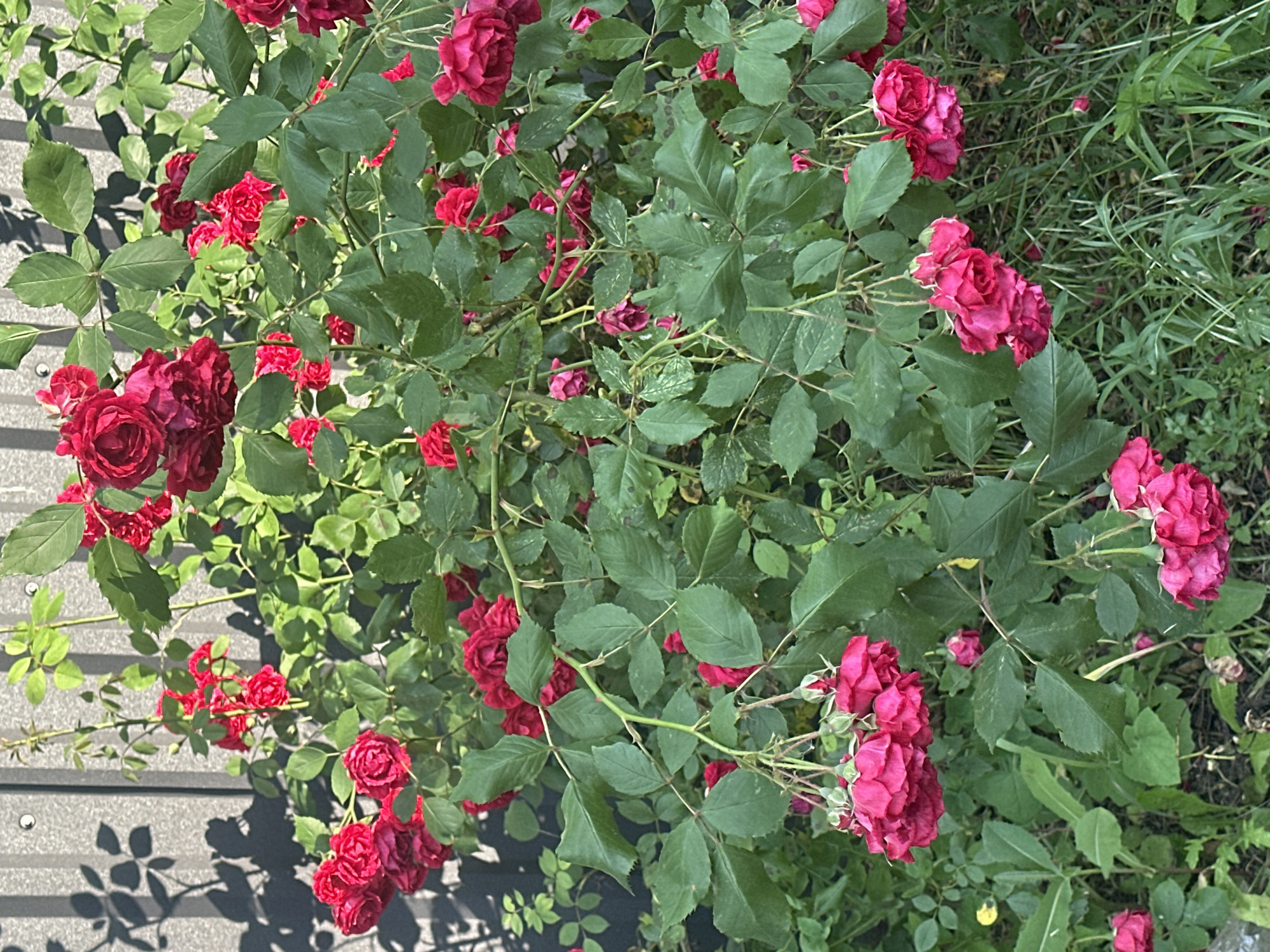 In an outdoor setting, a dense cluster of vibrant red roses is in full bloom, cascading downwards from sturdy green stems. The roses exhibit a rich, deep red hue, with many appearing fully opened, revealing their intricate petal structures, while others are in various stages of unfurling. The leaves are a healthy, dark green, interspersed with the profusion of blossoms. Behind the rose bush, a textured grey fence is visible, with the dappled shadow of rose leaves and stems cast upon it, suggesting the presence of sunlight. The lower portion of the image shows a lush growth of green grass and foliage, indicating a natural, perhaps garden, environment. The scene is devoid of any human presence or activity.