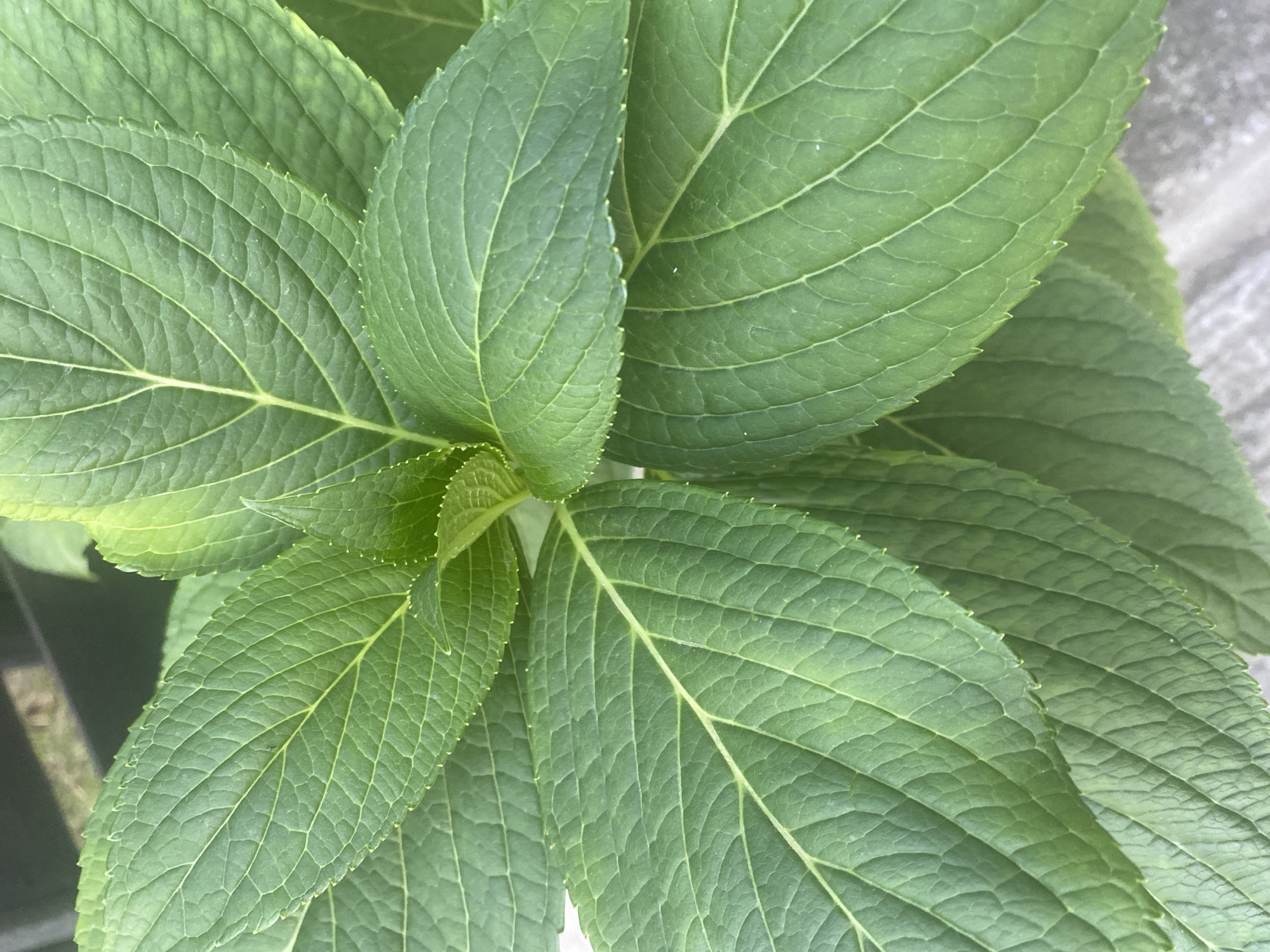 The image shows a close-up of vibrant green hydrangea leaves with prominent veining. The leaves have serrated edges and are arranged in a cluster, with some new growth visible at the center. The background is softly blurred, showing hints of outdoor elements like a fence or railing and a textured surface that could be concrete or stone. There are no people or animals visible in the image. The scene appears to be a natural setting, likely a garden or park within Târgu Neamț, Romania.