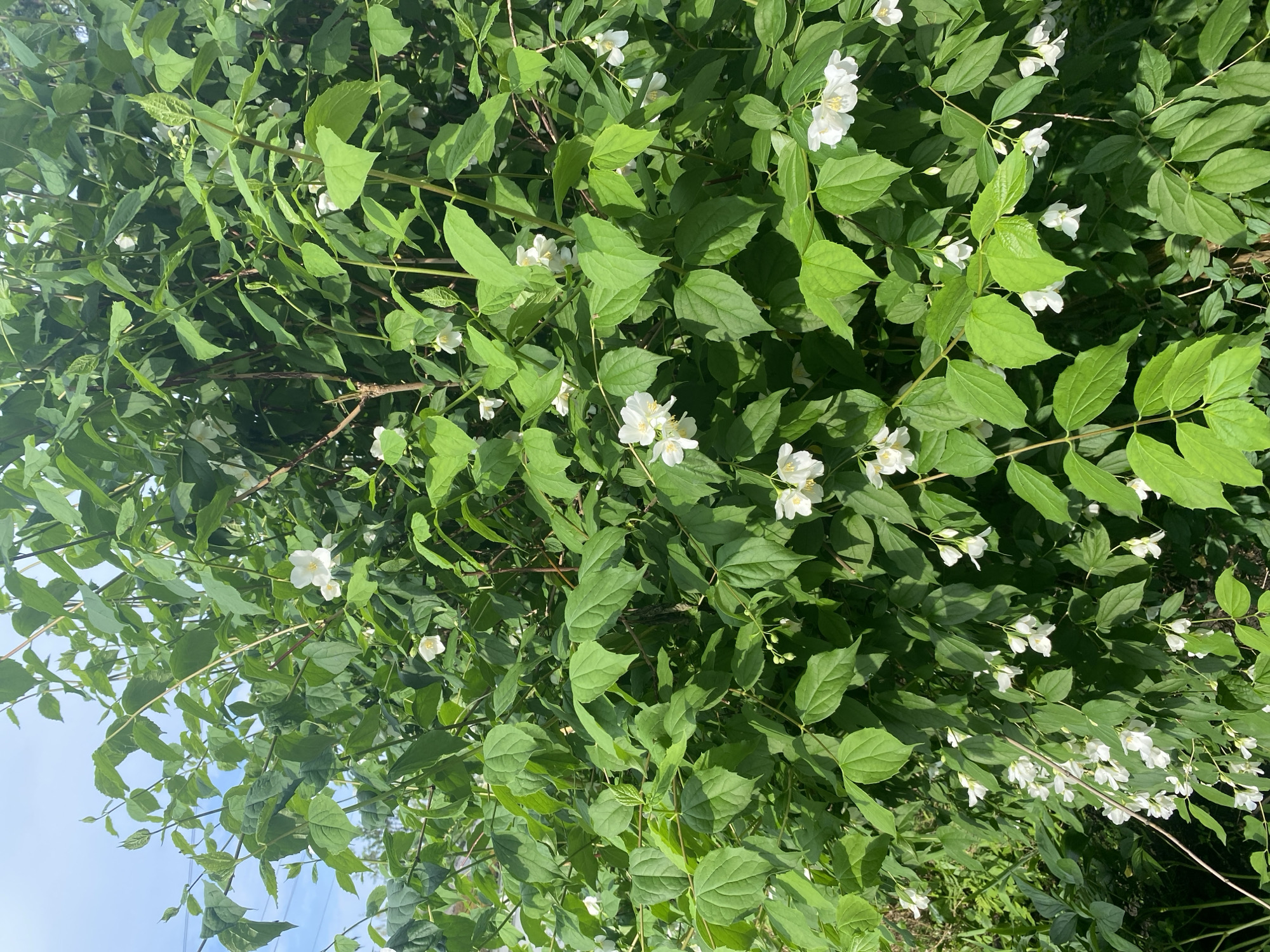 The image displays a dense, vibrant green flowering shrub, identifiable as a Mock Orange (Philadelphus), in full bloom under bright daylight. The plant is characterized by numerous clusters of small, five-petaled white flowers, each featuring a prominent cluster of yellow anthers at its center. The leaves are ovate with finely serrated margins, appearing in various shades of bright to medium green, arranged oppositely on both woody and newer green stems. Sunlight illuminates the foliage, creating highlights and shadows throughout the bush. A clear blue sky with a few wispy white clouds is visible in the upper left background, indicating an outdoor setting. No people, animals, or man-made structures are visible within the primary subject area. While the image itself provides no visual identifiers for a specific geographic location, it is contextually indicated to be set in Ihnatpil, Ukraine.