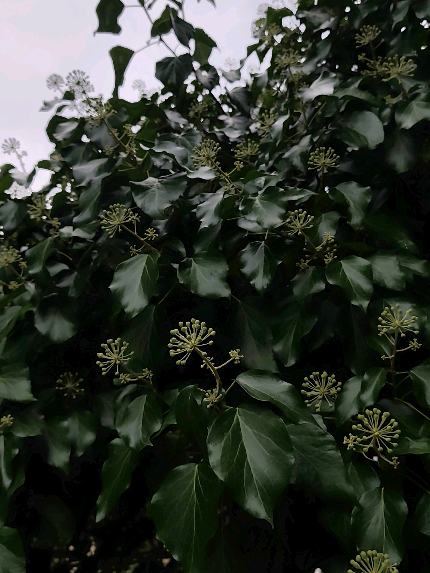 The image shows a dense, leafy green plant, likely ivy, with clusters of small, pale green buds. The plant is growing upwards and outwards, obscuring much of the background, which appears to be a light-colored sky. The lighting suggests it is daytime, possibly overcast. The image does not depict any people, actions, or specific interactions. There are no identifiable landmarks or features that would indicate the specific location of Sochi, Russia. The scene is entirely focused on the vegetation.
