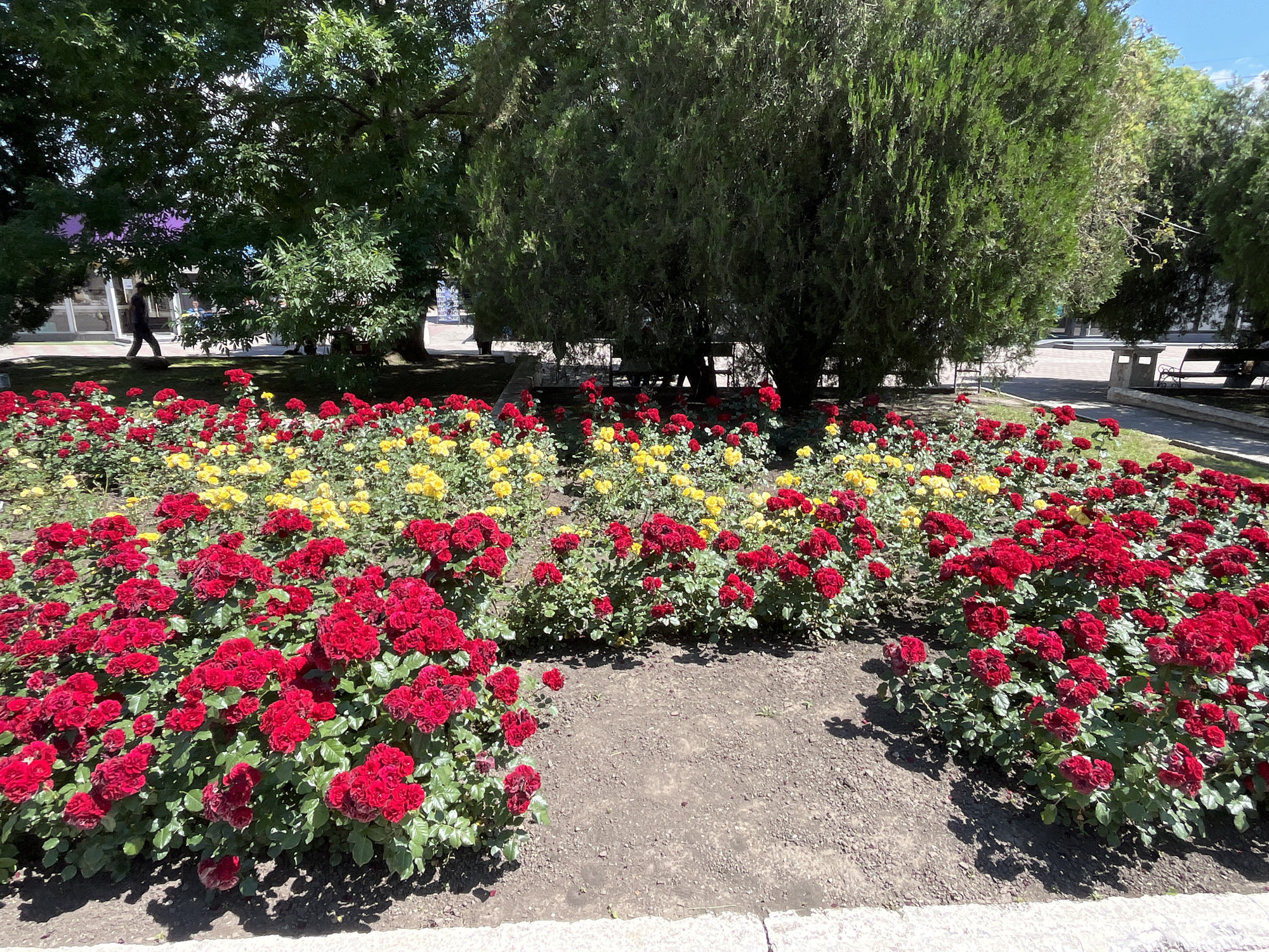 The image depicts a vibrant flower bed filled with red and yellow roses, likely in a park or public garden. The roses are in full bloom, creating a dense carpet of color. Behind the roses, lush green trees provide shade, and hints of buildings and benches suggest an urban park setting. A person is visible walking in the background, partially obscured by trees. The scene is brightly lit, indicating it's daytime, and the clear sky suggests pleasant weather. The overall atmosphere is one of natural beauty and tranquility within a developed area. There is no visible text in the image.