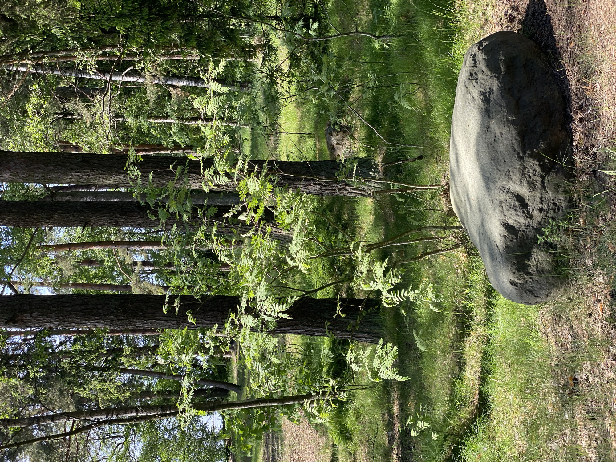 The image captures a tranquil forest scene under bright daylight. A prominent, large, dark grey boulder rests on the right side of the foreground, partially illuminated by the sun, casting a shadow behind it. The ground around the boulder is covered with green grass, dry leaves, and pine needles.
The scene is dominated by numerous tall trees, primarily conifers with dark, textured bark, and some deciduous trees with lighter green foliage, possibly young rowan trees, whose branches with leaves extend into the midground. These trees create a dense canopy, with shafts of sunlight filtering through the leaves and branches, creating dappled light and shadow patterns on the forest floor. The background shows more trees and a clear, bright sky peeking through the canopy in some areas.
There are no people or animals visible, and no specific activity is taking place; it is a static landscape photograph. The strong sunlight and distinct shadows suggest it is daytime, likely a clear, sunny day. The overall impression is one of natural beauty and peacefulness, characteristic of a forested area such as those found in Repino, Russia. No text is visible in the image.