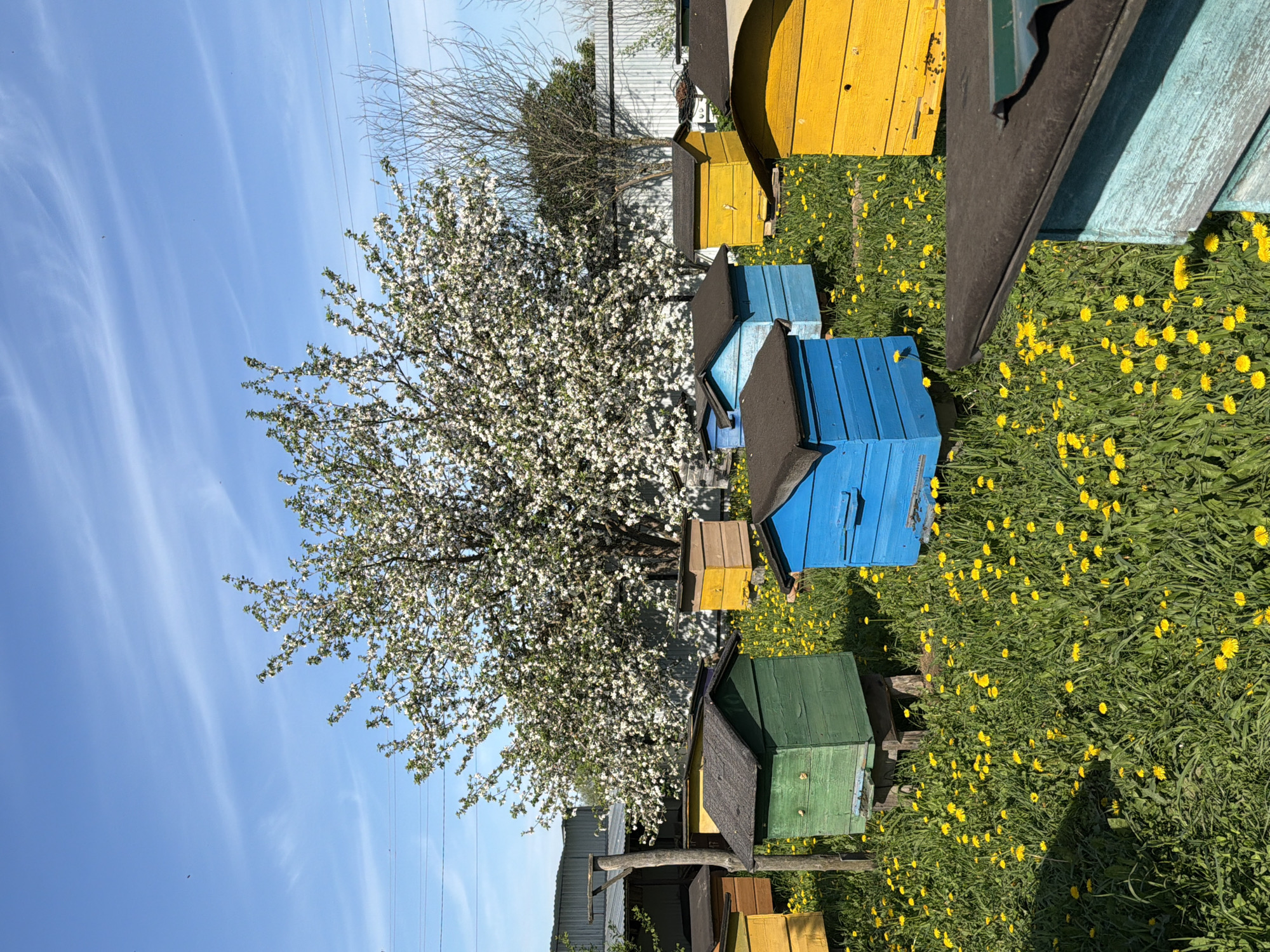 The image depicts a sunny outdoor scene in Кадряково, Russia, featuring a cluster of colorful beehives in a grassy field dotted with yellow dandelions. The beehives are painted in various colors including blue, yellow, and green. A blossoming tree with white flowers stands near the beehives. The sky is blue with wispy clouds. Overhead power lines are visible in the distance. A few buildings can be seen in the background.