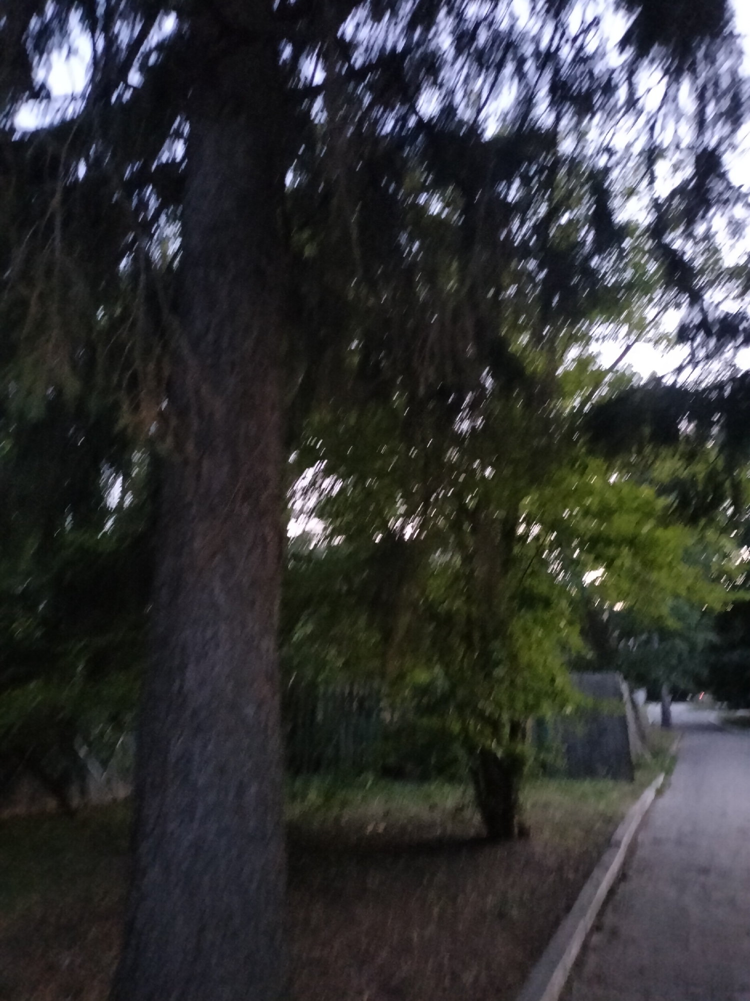 An outdoor, eye-level shot captures a pathway bordering a grassy area with trees. The pathway is on the right side of the image, curving away into the distance. The trees are on the left, with a large, dark trunk prominent in the foreground. The overall lighting suggests it is either dusk or dawn, with the sky visible through the tree branches appearing overcast and muted. The image lacks any discernible human presence or specific landmarks that would definitively place it in Chernihiv, Ukraine. The scene depicts a natural, possibly park-like setting within a city.