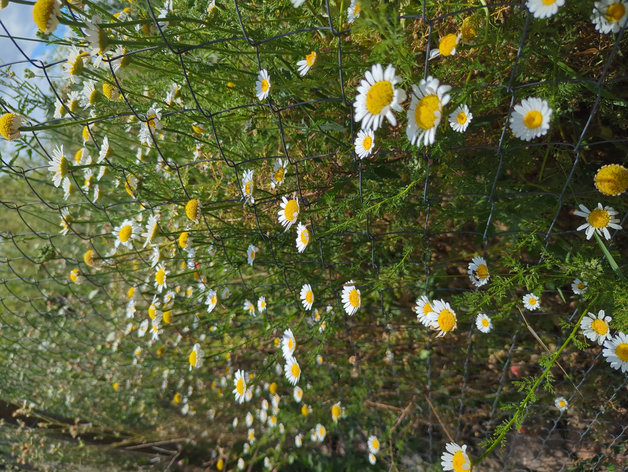 In Kozare, Bulgaria, a close-up, eye-level shot captures a cluster of white daisies with yellow centers, growing behind a chain-link fence. The daisies are in various stages of bloom, with some fully open and others still in bud. The fence, made of dark metal wire, creates a grid-like pattern across the frame, partially obscuring the flowers and green foliage behind it. Sunlight filters through the scene, creating bright highlights on the petals and casting soft shadows. The background is a blur of green vegetation and hints of the sky. A small dark insect is visible on one of the daisy petals.