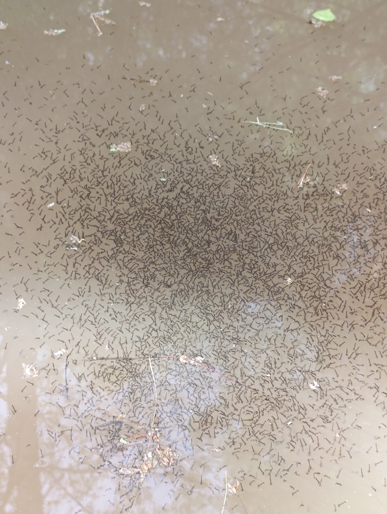 The image depicts a large aggregation of mosquito larvae in a pool of stagnant water. The larvae are small, dark, and numerous, scattered across the water's surface, with a higher concentration in the center of the frame. Debris, including leaves and twigs, are also present on the surface of the water, further contributing to the environment conducive to mosquito breeding. The water's color is murky brown. Location is Unknown, Unknown.