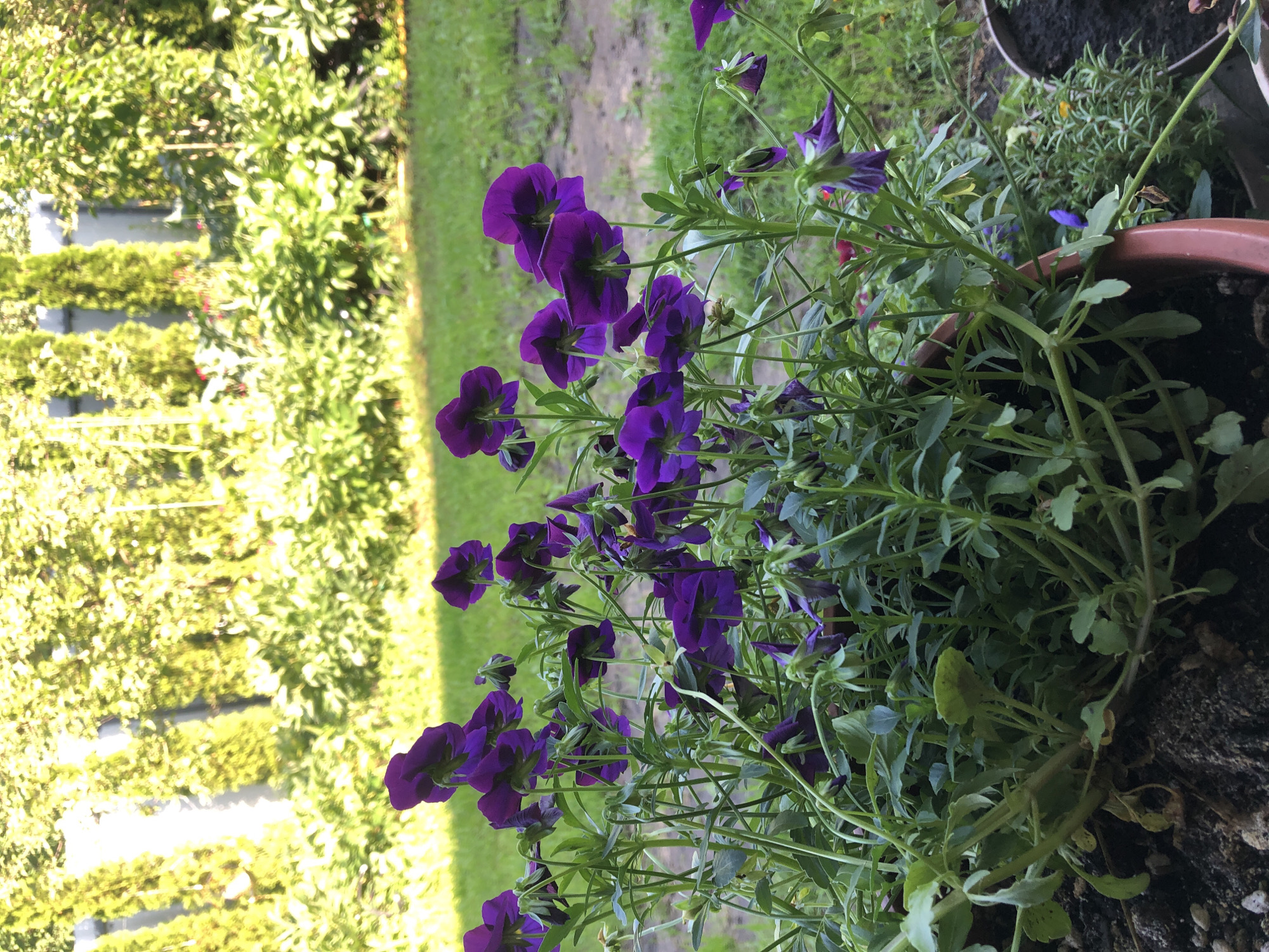 This is a close-up, eye-level, outdoor shot of a potted plant with numerous vibrant purple flowers, likely pansies, in full bloom. The flowers are clustered together, with some facing the camera and others tilted upwards. The plant has a lush green foliage of slender stems and small leaves. The pot is a reddish-brown, likely plastic or ceramic, and is filled with dark soil. In the background, out of focus, is a grassy lawn with a dirt path. Beyond the lawn, there are rows of manicured green bushes or small trees, suggesting a garden or park setting within the city of Oryol, Russia. The lighting indicates it is daytime, likely a sunny afternoon, with sunlight illuminating the background foliage and casting some shadows. There are no people or animals present in the image.