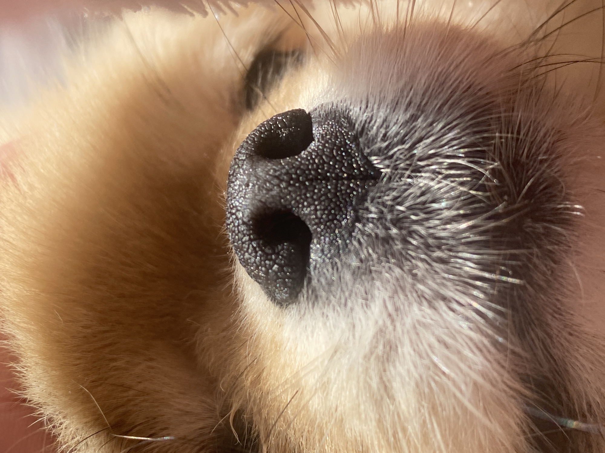A very close-up, high-detail photograph captures the snout and fur of what appears to be a dog or similar furry mammal. The central subject is the animal's nose, dark black, shiny, and prominently textured with small, irregular bumps, suggesting wetness or a naturally moist surface. Two distinct nostril openings are visible within the dark mass of the nose.
Surrounding the nose is a dense coat of fur. To the left and upper part of the frame, the fur is a warm, light brown or tan color, soft and slightly blurred, indicating the depth of the animal's coat. To the right of the nose, the fur transitions to a lighter, almost silvery-grey or white shade, extending outwards. Numerous individual strands of fur and thin whiskers are sharply defined, catching the bright light and creating subtle glints. Some thicker, darker strands of fur are also interspersed within the lighter coat.
The lighting is bright, suggesting a daytime setting, and highlights the textures of both the nose and the fur. The composition is a tight macro shot, with the focus intently on the intricate details of the snout. The rest of the image blurs into the surrounding fur, offering no discernible background or location cues. The overall impression is one of peacefulness, likely depicting the animal at rest or asleep. There is no visible text.