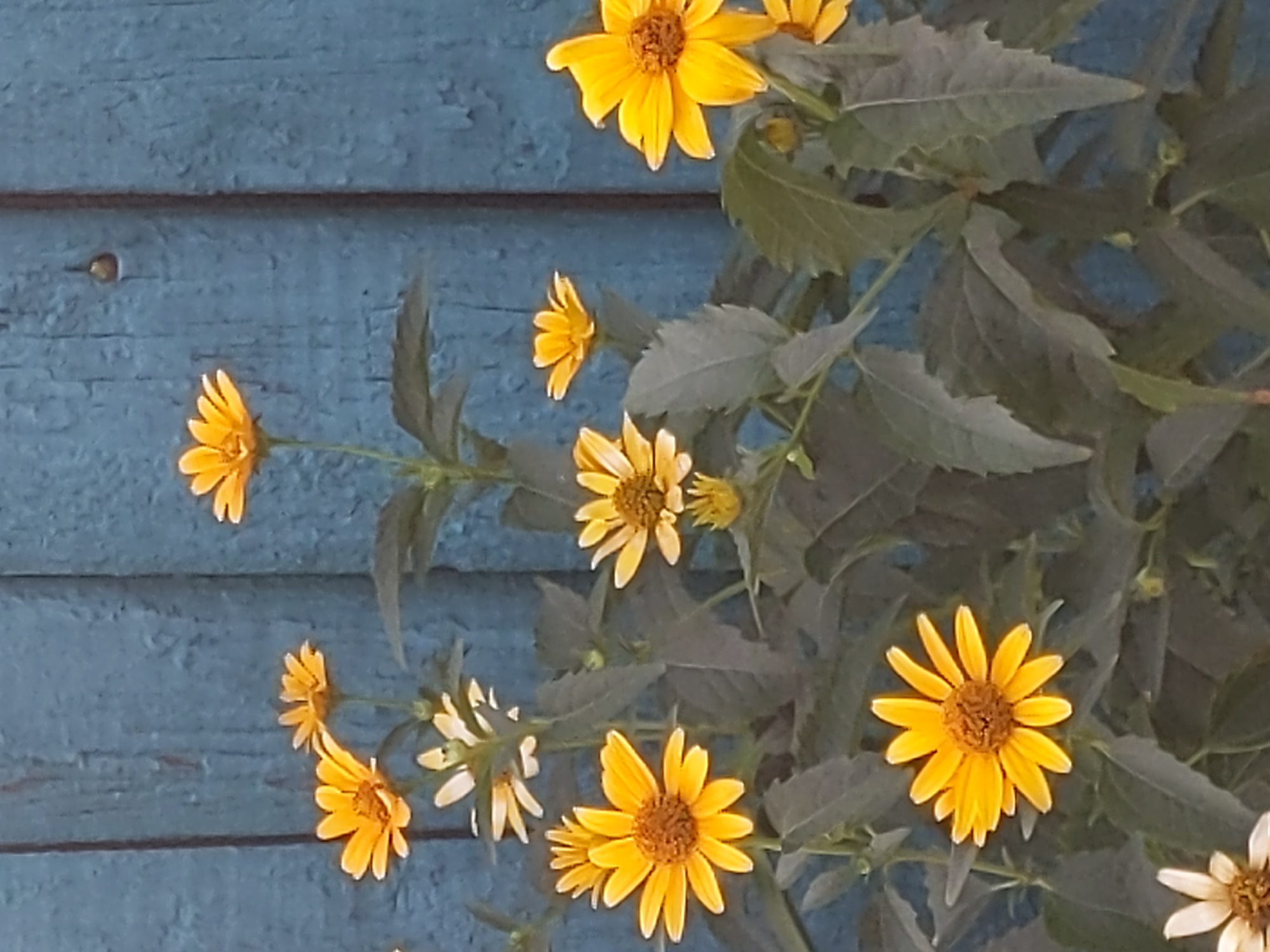 A cluster of yellow flowers with brown centers bloom in front of a weathered, blue wooden fence. The fence has vertical planks and appears to be outdoors. The flowers have serrated green leaves. There are no people or animals visible in the image. The image is likely from a garden or a backyard area in Kyiv, Ukraine, given the context.