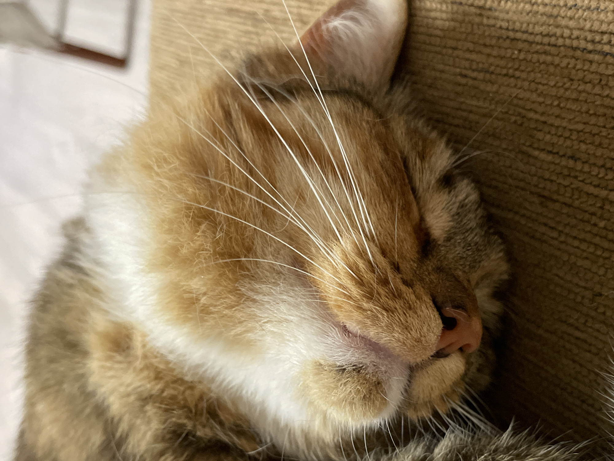 A close-up, eye-level shot captures a ginger and white cat asleep on a brown, textured surface, likely a sofa or rug. The cat's head is turned to the left, with its eyes closed and its nose, a soft pink, visible. Its prominent white whiskers fan out across its face. The fur displays a mix of ginger, white, and darker brown tabby markings. The background is softly blurred, showing a pale, possibly wooden surface and what appears to be the leg of a chair or table. There are no people present in the image. This scene is not associated with the city of Дресвяново, Russia.