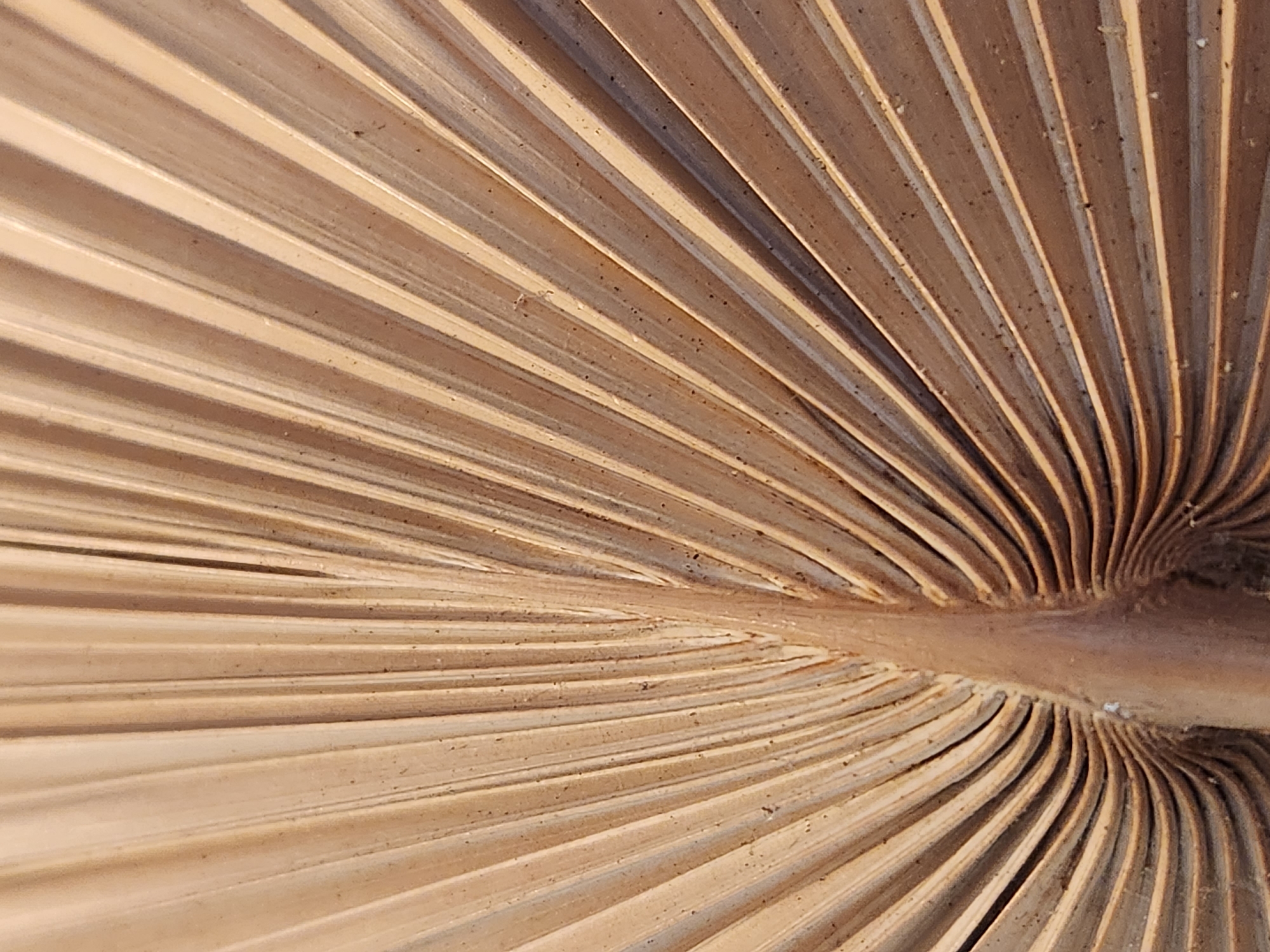 A close-up, overhead shot captures the textured surface of a dried palm frond. The frond is fanned out, with numerous parallel veins running from a central stem, creating a ribbed appearance. The color is a uniform light brown, with some subtle variations in shading due to the lighting. The surface appears dry and slightly rough, with tiny specks of darker material, likely dirt or debris, visible along the veins. The image is tightly cropped, focusing solely on the intricate details of the palm frond itself. No people, animals, or other objects are visible in the frame. The location is not discernible from the image, and therefore, cannot be specified as Maitland, United States of America.