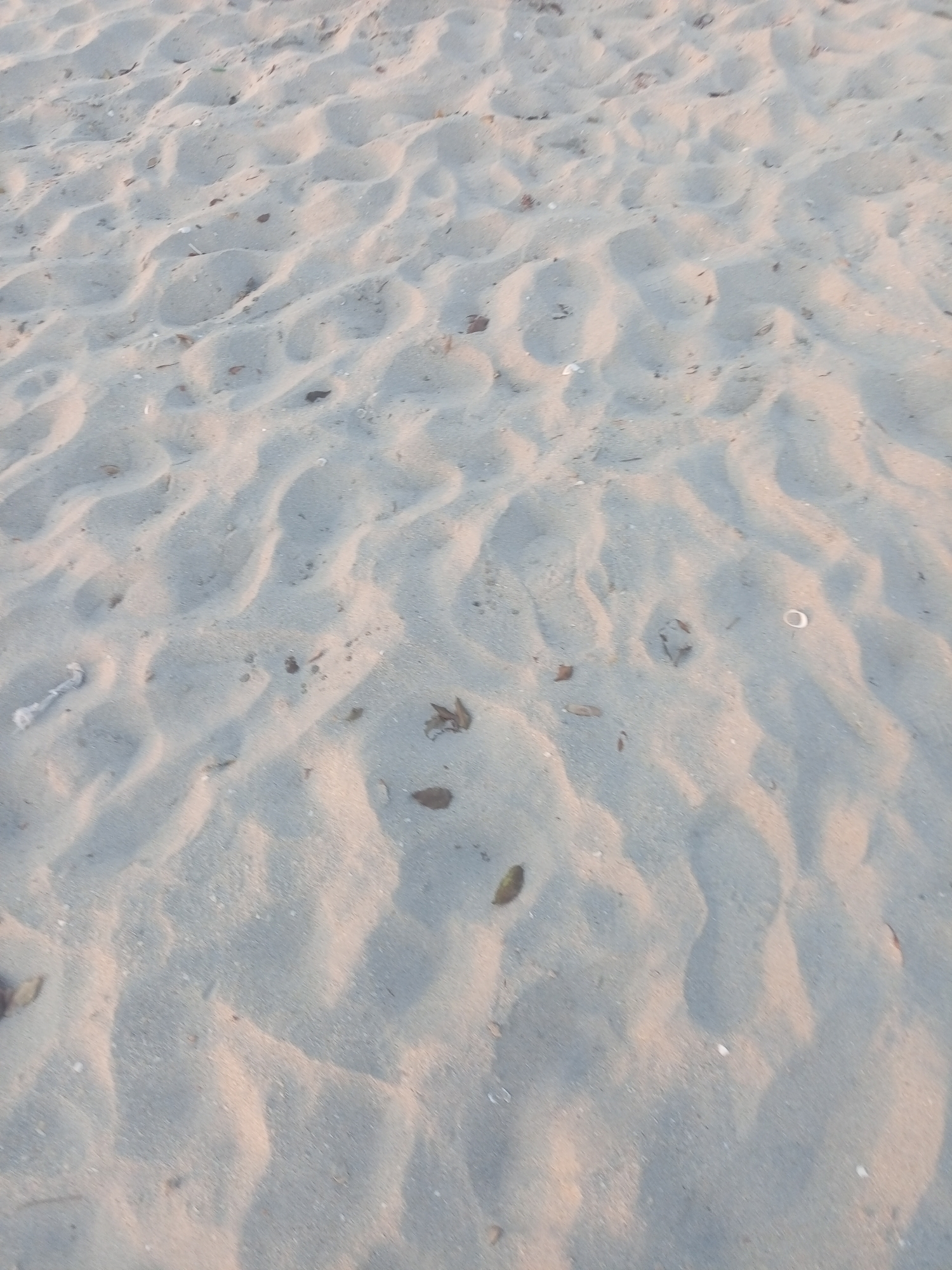 The image shows a close-up view of sand, likely on a beach. Small debris, such as leaves and shell fragments, are scattered across the sand's surface. The sand displays a rippled texture, suggesting it has been shaped by wind or water. The lighting indicates the photo was taken either in the early morning or late afternoon, based on the soft shadows and light tones. Given the prompt's location of Juan Griego, Venezuela, the scene is likely a beach in that area. There are no people or any discernible man-made objects beyond the debris typical of a beach environment.