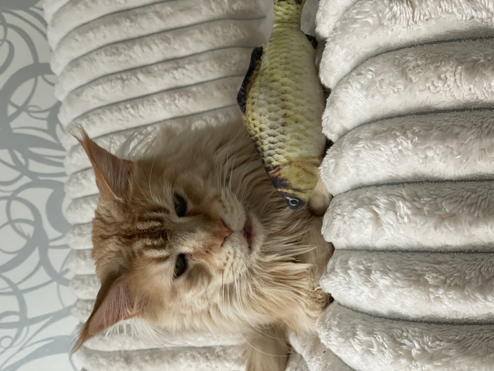 An orange Maine Coon cat with long fur is sitting on a textured white blanket, looking forward with a slightly grumpy expression. To the cat's right, a plush toy fish with a realistic pattern lies on the blanket. The background shows a wall with a subtle, abstract patterned wallpaper. The scene is indoors, in a residential setting in Rozsoshentsi, Ukraine.