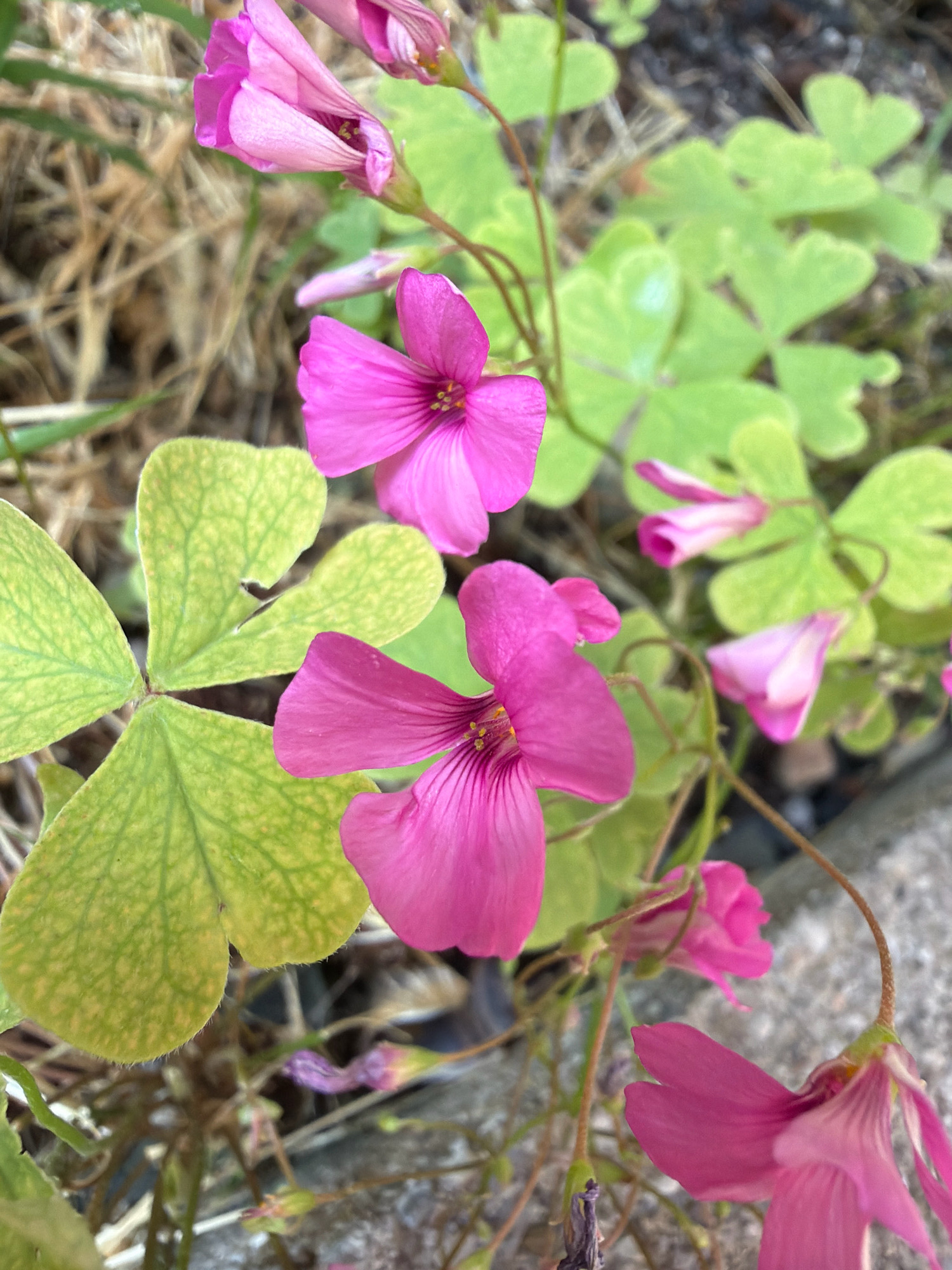 The image shows several bright pink Oxalis flowers, also known as sorrel flowers, blooming amongst their characteristic clover-like green leaves. The flowers have delicate, deeply notched petals. Some of the flowers are fully open, revealing their yellow stamens, while others are still in bud form, appearing as elongated pink tubes. The leaves are a vibrant green with visible veins and some are beginning to show signs of yellowing. The background is a blurred mix of dry grass, dark soil, and a rough, grey concrete surface. The overall scene suggests an outdoor, natural environment, likely a garden or a wild patch of ground. The lighting is soft and natural, suggesting it was taken during the daytime. There are no people or animals visible in the image.