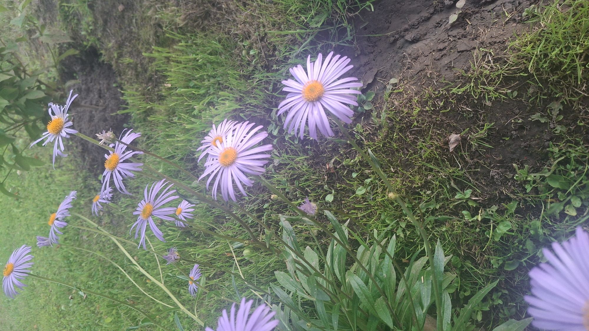 A close-up, eye-level shot captures a cluster of purple daisy-like flowers with yellow centers, blooming in a garden setting. The flowers are mostly in focus, with some slightly blurred in the foreground and background. The petals are delicate and pointed, fanning out from the central disc. The stems are thin and green, supporting the blooms. Surrounding the flowers is lush green grass and dark, tilled soil. In the upper right quadrant, a portion of a dark green leafy plant is visible, suggesting it is a larger shrub or tree providing shade. The overall impression is of a natural, outdoor environment within a presumably residential area of Дзямідавіцкі сельскі Савет, Belarus, likely a backyard or flowerbed.