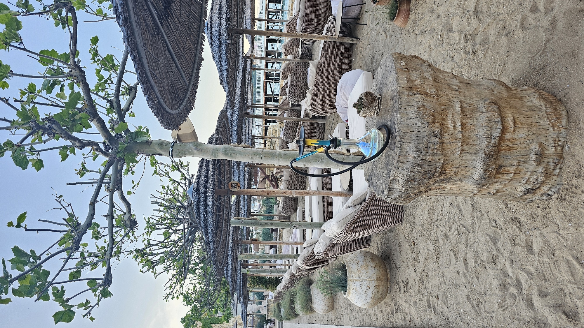 The image depicts a beachside setting in Varna, Bulgaria. The scene includes rows of beach chairs shaded by straw umbrellas, situated on a sandy beach near the sea. In the foreground, there is a natural tree trunk used as a table. On the tree trunk, there is a blue hookah. The setting suggests a leisure or relaxation area within a beach resort or bar. The weather appears clear, with a blue sky visible behind the trees.
