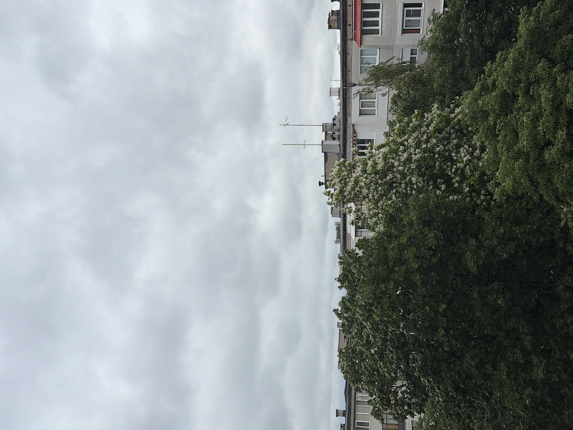 An overcast sky looms above a cityscape. In the foreground, lush green trees fill the lower half of the frame, with one tree in particular showcasing a profusion of delicate white blossoms. Behind the foliage, a row of apartment buildings stretches across the mid-ground. The buildings are light-colored, with visible windows and balconies. Chimneys and antennae protrude from the rooftops, indicating a densely populated urban environment. The overall impression is one of a slightly gloomy, but vibrant, day in an anonymous city.