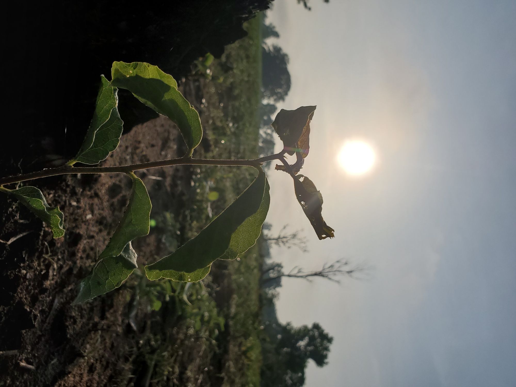 A diagonally oriented image captures a close-up of a plant stem with several leaves, set against a bright, hazy sky. The stem extends from the lower-left foreground towards the upper-right midground. Leaves on the left are a vibrant green, appearing translucent and backlit by the sun, which highlights their detailed venation and reveals tiny water droplets on their surface. Leaves further along the stem towards the right are darker, appearing shadowed or slightly withered.
The foreground features dark, rich soil, suggesting cultivated earth or a garden bed. In the background, a bright, hazy sky occupies the right side of the frame, with the sun visible as a prominent, glowing orb, causing some lens flare. The lighting indicates either early morning or late afternoon. Blurred distant trees and vegetation are visible against the bright sky, including the silhouette of a bare tree. The scene depicts an outdoor, natural environment, likely a field or farmland, possibly in Mararaba, Nigeria. No discernible text is present.