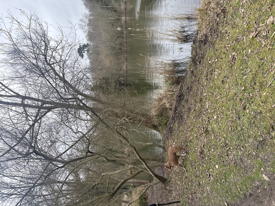 A brown dog stands on a grassy bank near a body of water reflecting a cloudy sky. Bare trees are visible, some overhanging the water. Vegetation, including reeds, grows along the water's edge. The opposite bank appears wooded with dormant trees. A long stick is laying on the grass.