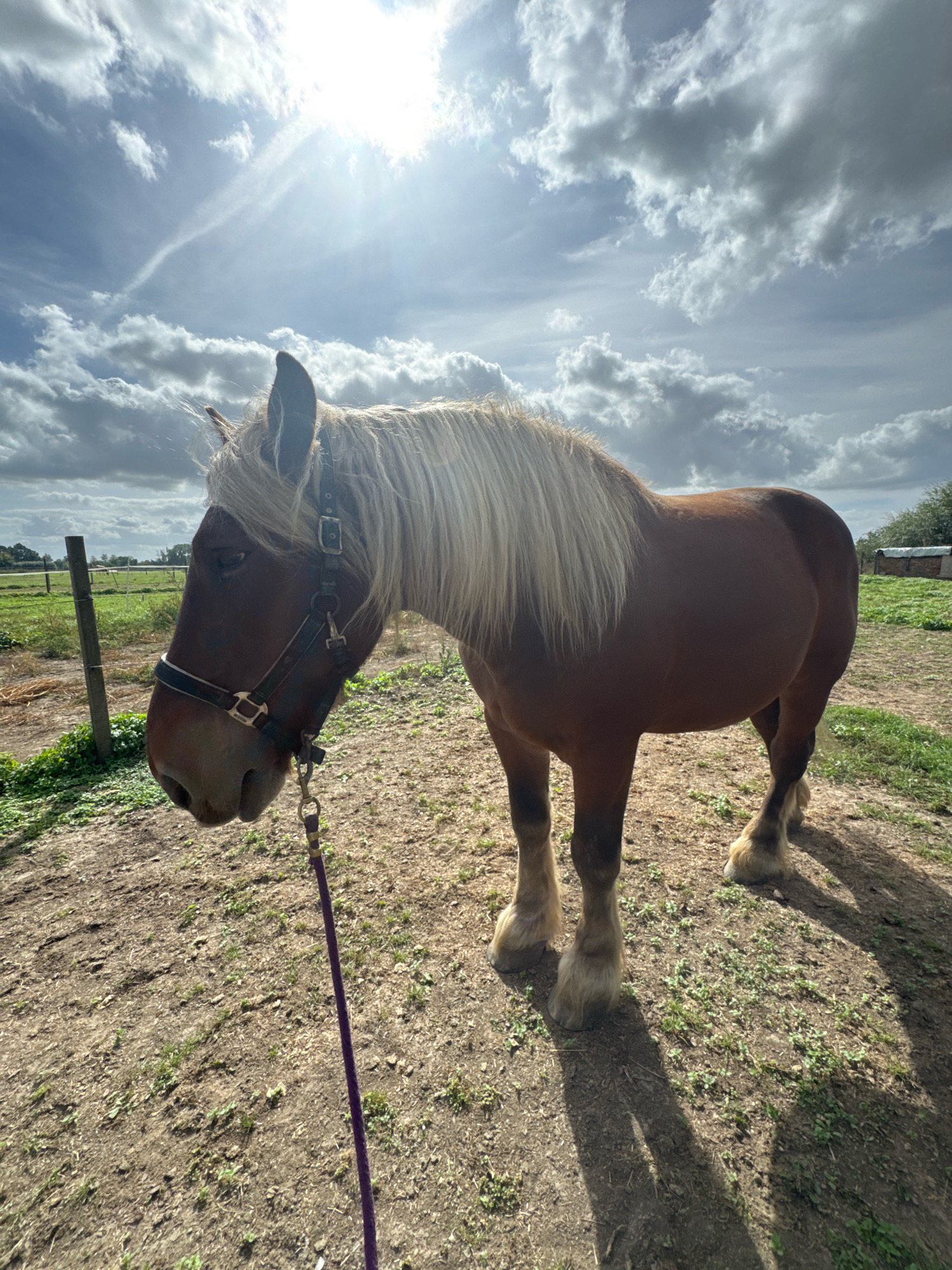A medium shot captures a brown horse standing in a dry, dirt paddock under a cloudy sky. The horse is facing left, its head lowered, and wears a dark halter with a purple lead rope. Its mane is light blonde and stands out against its brown body. The ground is covered in dry soil, scattered with small green weeds. In the background, a wooden fence runs along the left side of the frame, with a field beyond. To the right, a shed with a white tarp covering is visible. The overall lighting suggests it is daytime, with the sun intermittently breaking through the clouds.