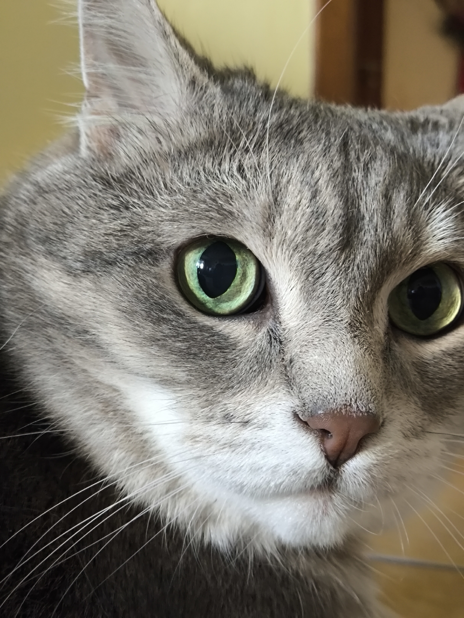 A close-up, high-angle, indoor shot shows the face of a gray tabby cat with bright green eyes, white whiskers, and a pink nose. The cat's fur is striped with dark gray and white. The background is blurred, showing a yellow wall on the left and a wooden door or frame on the right. The lighting is natural and appears to be coming from the right, creating highlights in the cat's eyes. The image is sharp and focused on the cat's face, particularly its eyes and nose. There are no people or other animals visible.