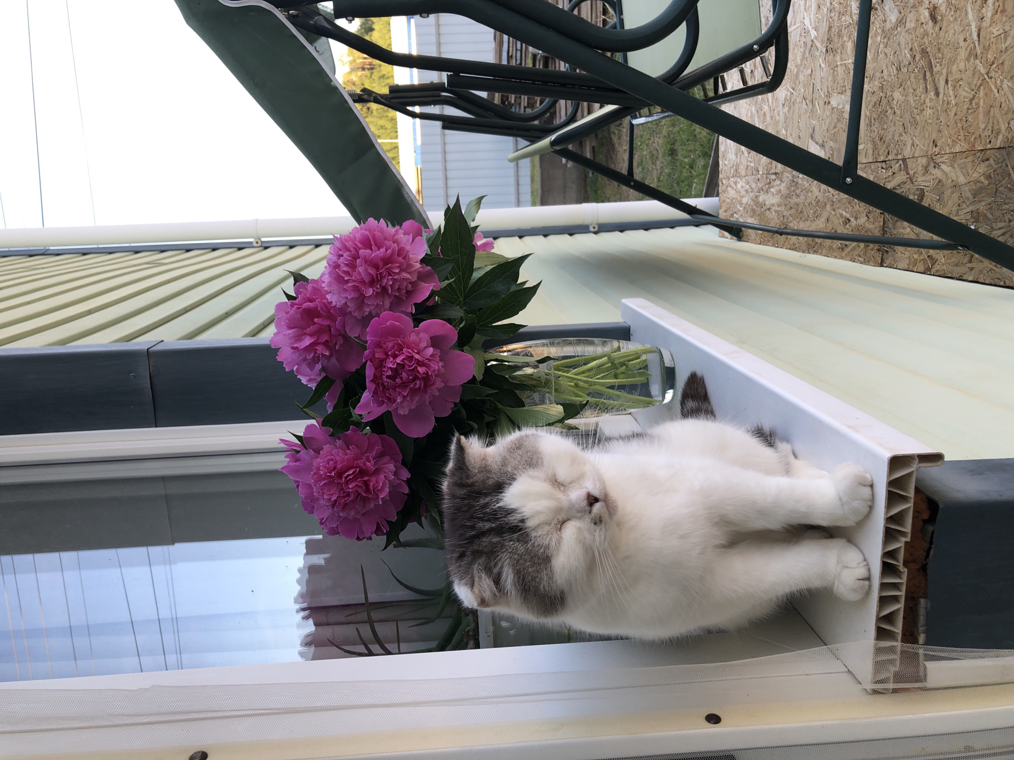 A Scottish Fold cat with white and grey fur is sitting on a windowsill with its eyes closed. In a glass vase behind the cat, there is a bouquet of pink peonies. The windowsill is white and appears to be made of plastic. The wall of the house is light green and covered in horizontal siding. To the right of the house, a green swing set with a canopy is visible, resting on a wooden platform. The background shows a fence and trees. The image is taken outdoors during the daytime. The location is identified as Noviy, Russia.