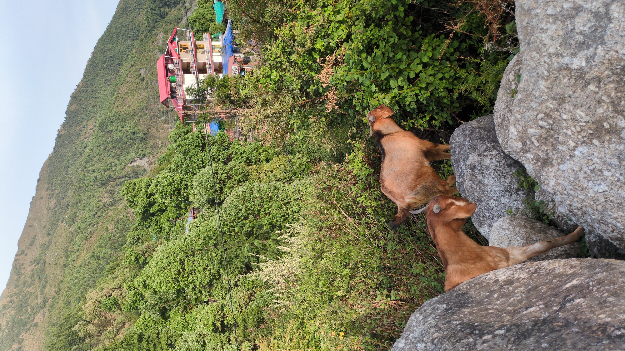 The image presents a vibrant, sunlit scene from a mountainous region in Haini, India. In the foreground and midground, two brown goats are visible among large, grey boulders and lush green vegetation. One goat, positioned towards the upper right of the frame, is standing on a rock, seemingly reaching towards or foraging from the dense foliage of a nearby bush. A second goat is partially visible below, nestled between rocks, with only its head and part of its body discernible.
The immediate surroundings are characterized by a rugged terrain of smooth, grey rocks interspersed with a variety of green shrubs and plants. Beyond this rocky area, the landscape transforms into a densely forested hillside, extending into the background. The slopes are covered in an abundance of green trees, indicating a rich natural environment.
Towards the left side of the image, set against the verdant hillside, a multi-story building with a distinct red roof and white and yellow walls can be seen. This structure, possibly a house or a small guesthouse, introduces a touch of human presence within the otherwise wild landscape. The sky above is clear and bright, suggesting good weather conditions, likely morning or late afternoon given the soft, clear light. The overall impression is one of natural beauty, tranquility, and the coexistence of wildlife with human habitation in a scenic mountain setting. No visible text is present in the image.